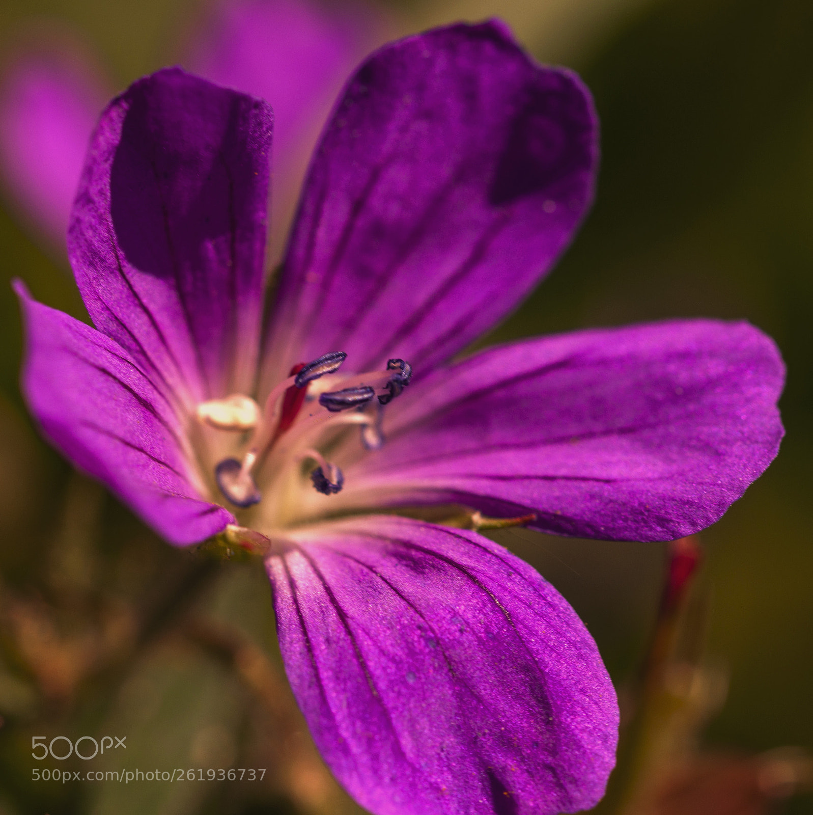 Nikon D90 sample photo. Flower photography