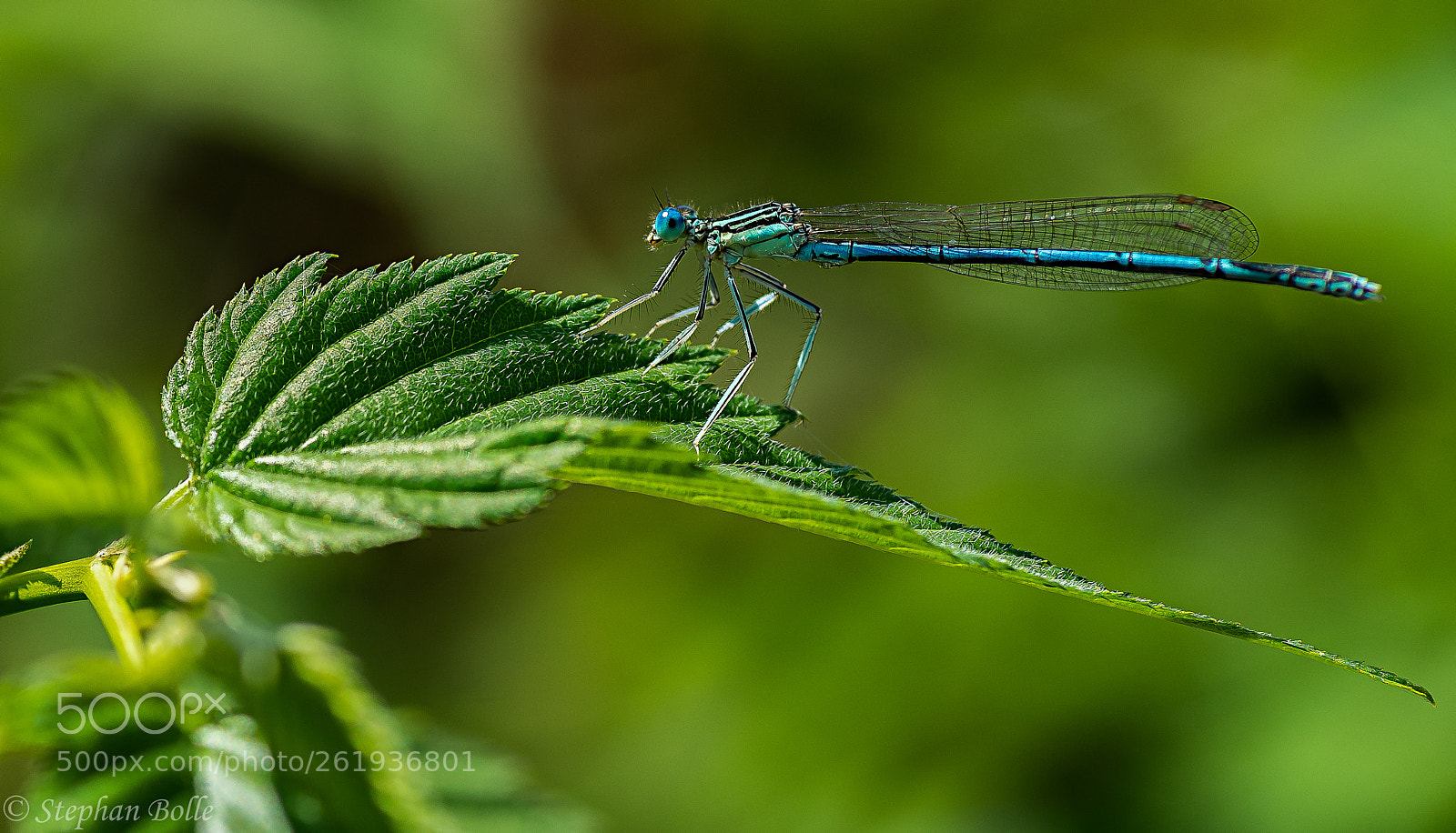 Sony a7 II sample photo. Dragon-fly photography