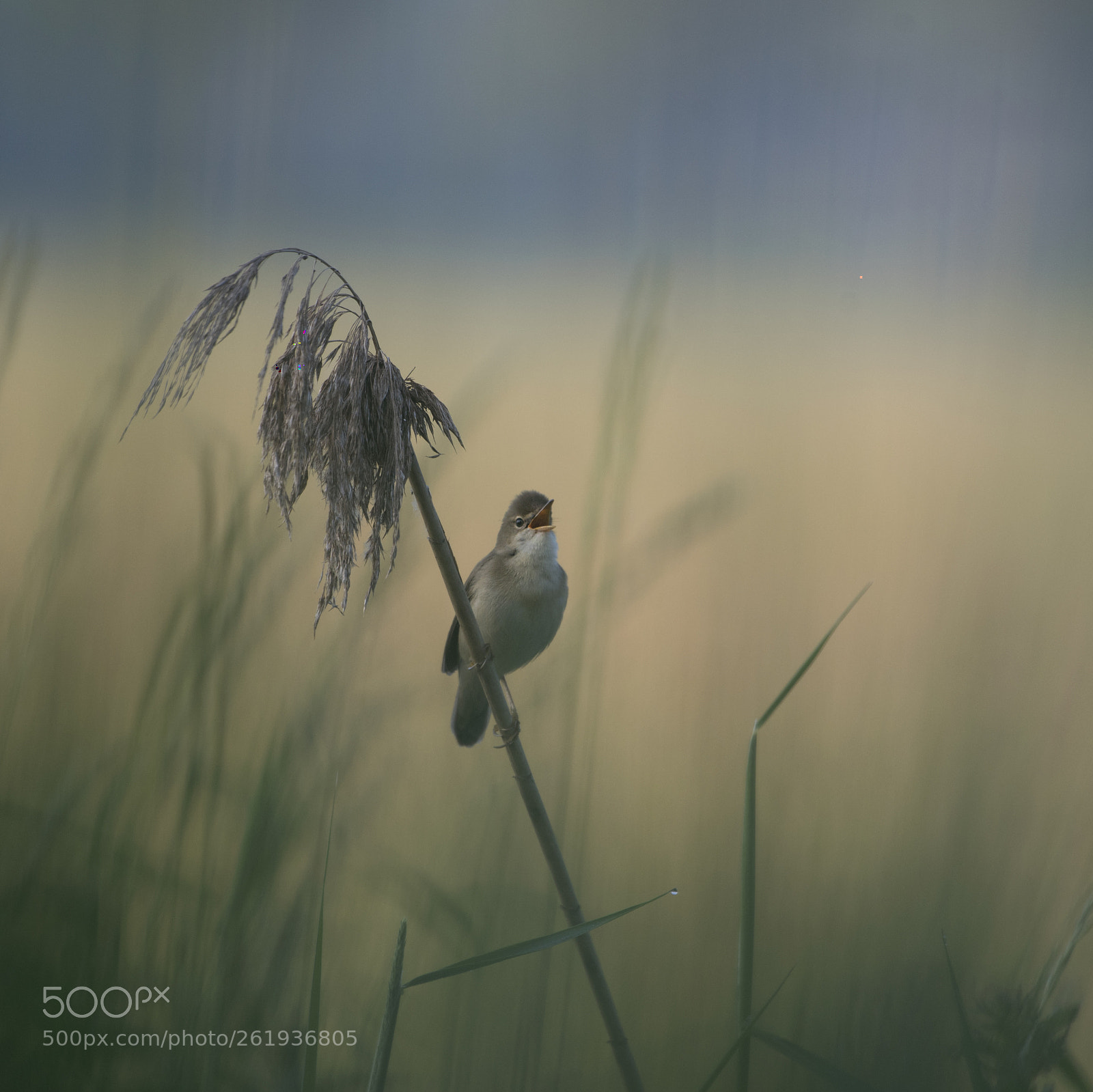 Nikon D750 sample photo. Sedge warbler photography