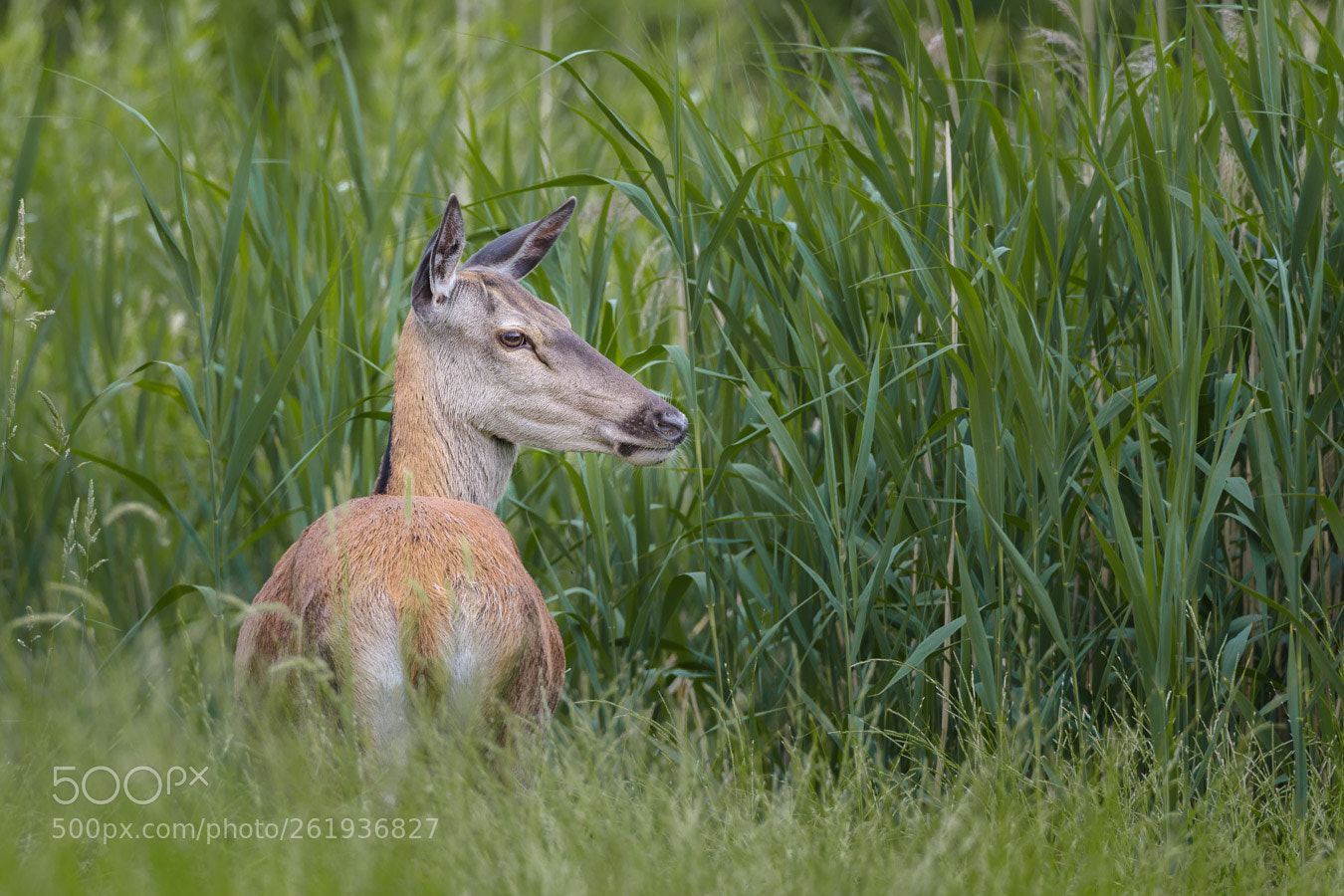 Canon EOS 5D Mark IV sample photo. Red deer photography
