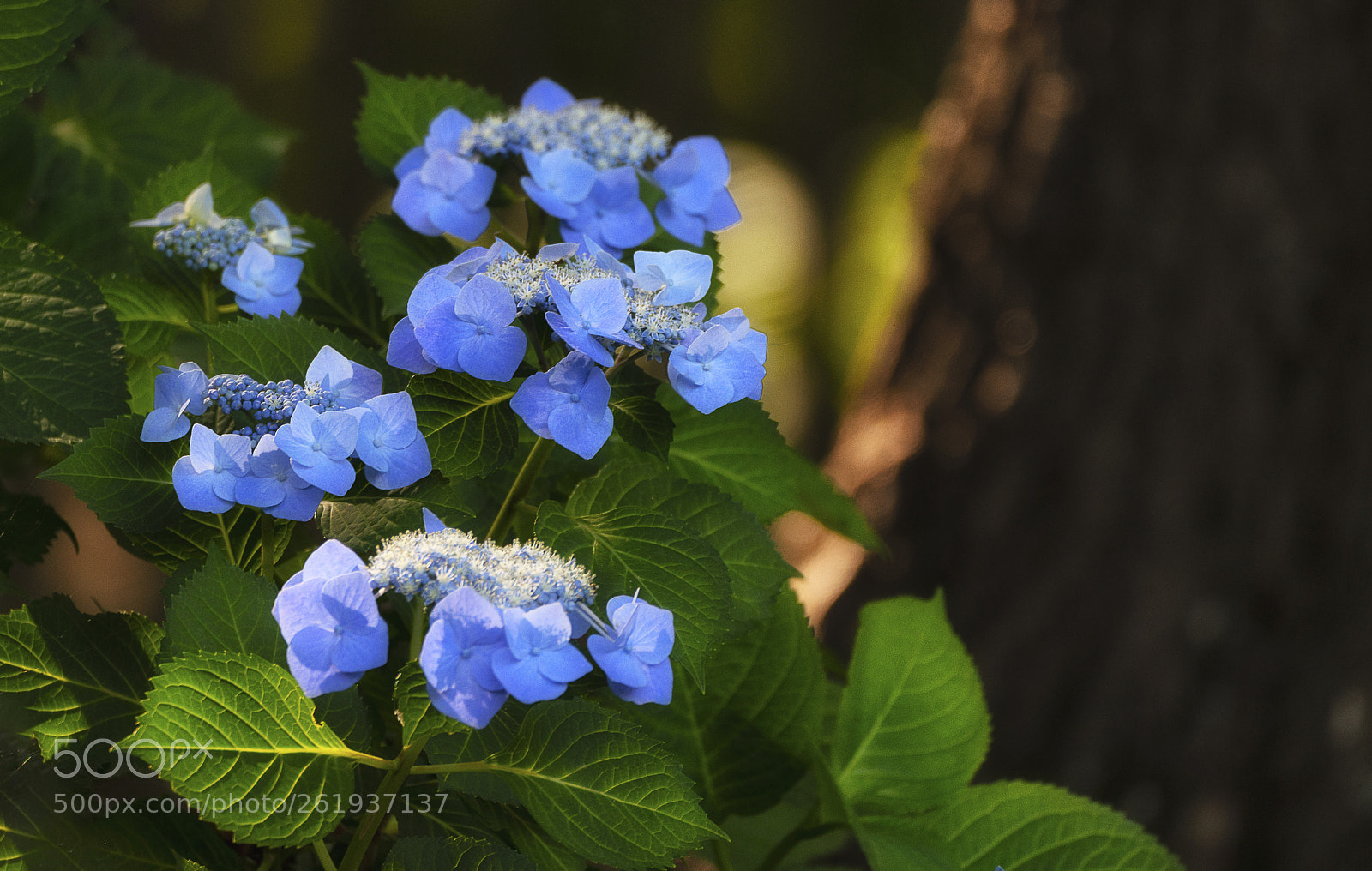Sony a7R III sample photo. Hydrangea photography