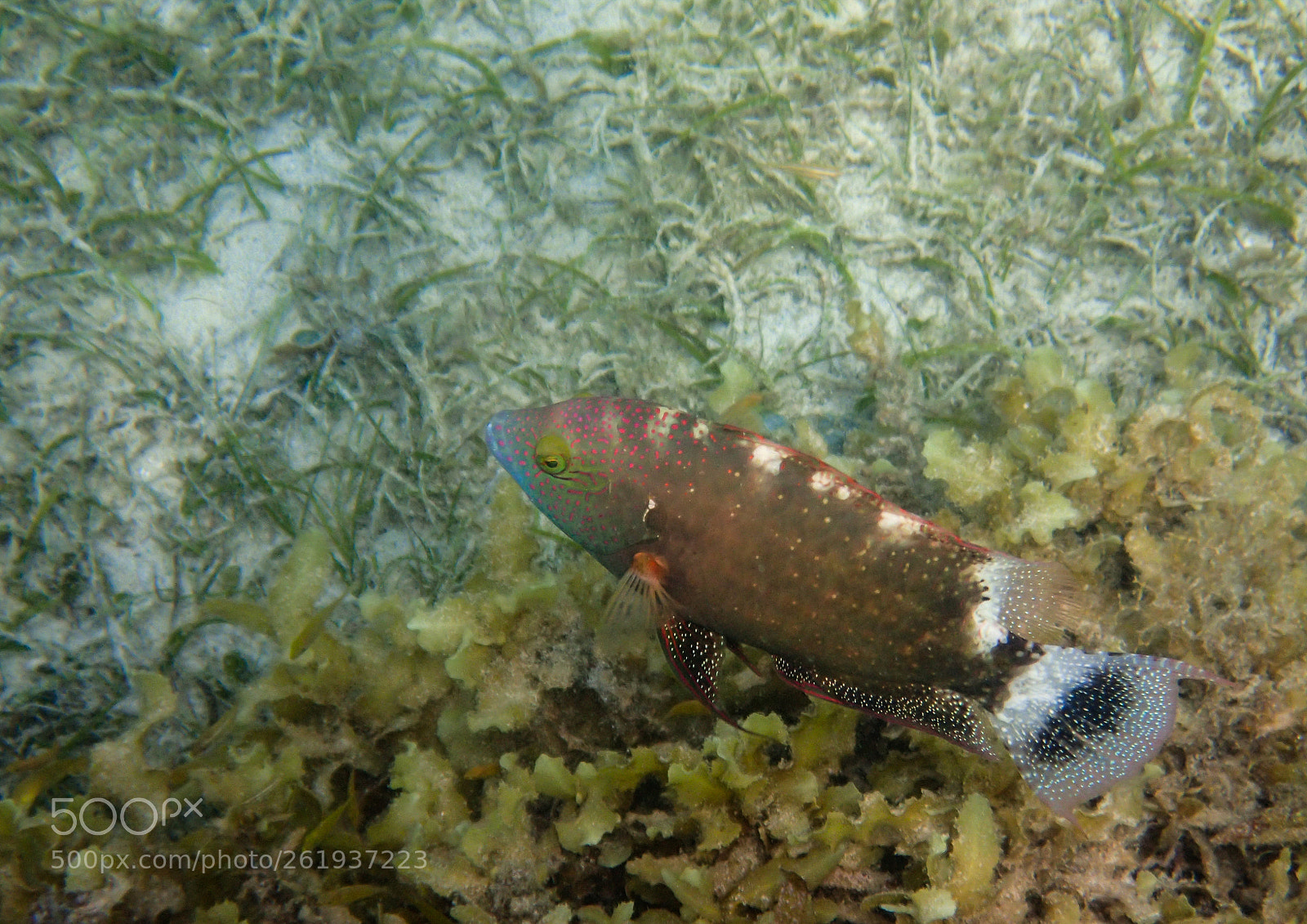 Olympus TG-3 sample photo. A triple tail wrasse photography