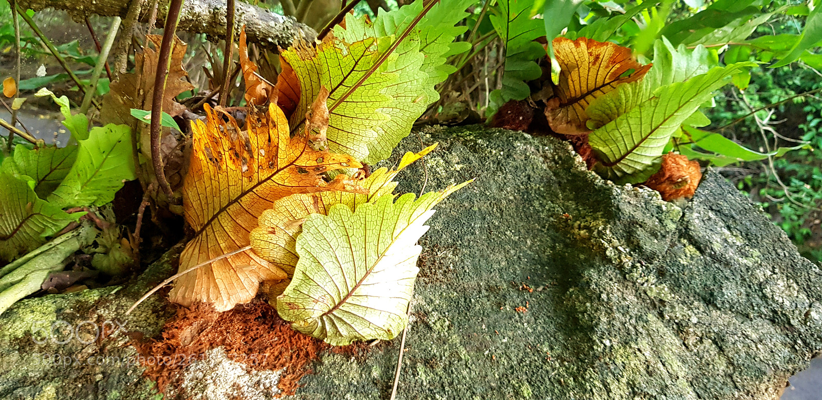 Samsung Galaxy S8+ sample photo. Untitled photography