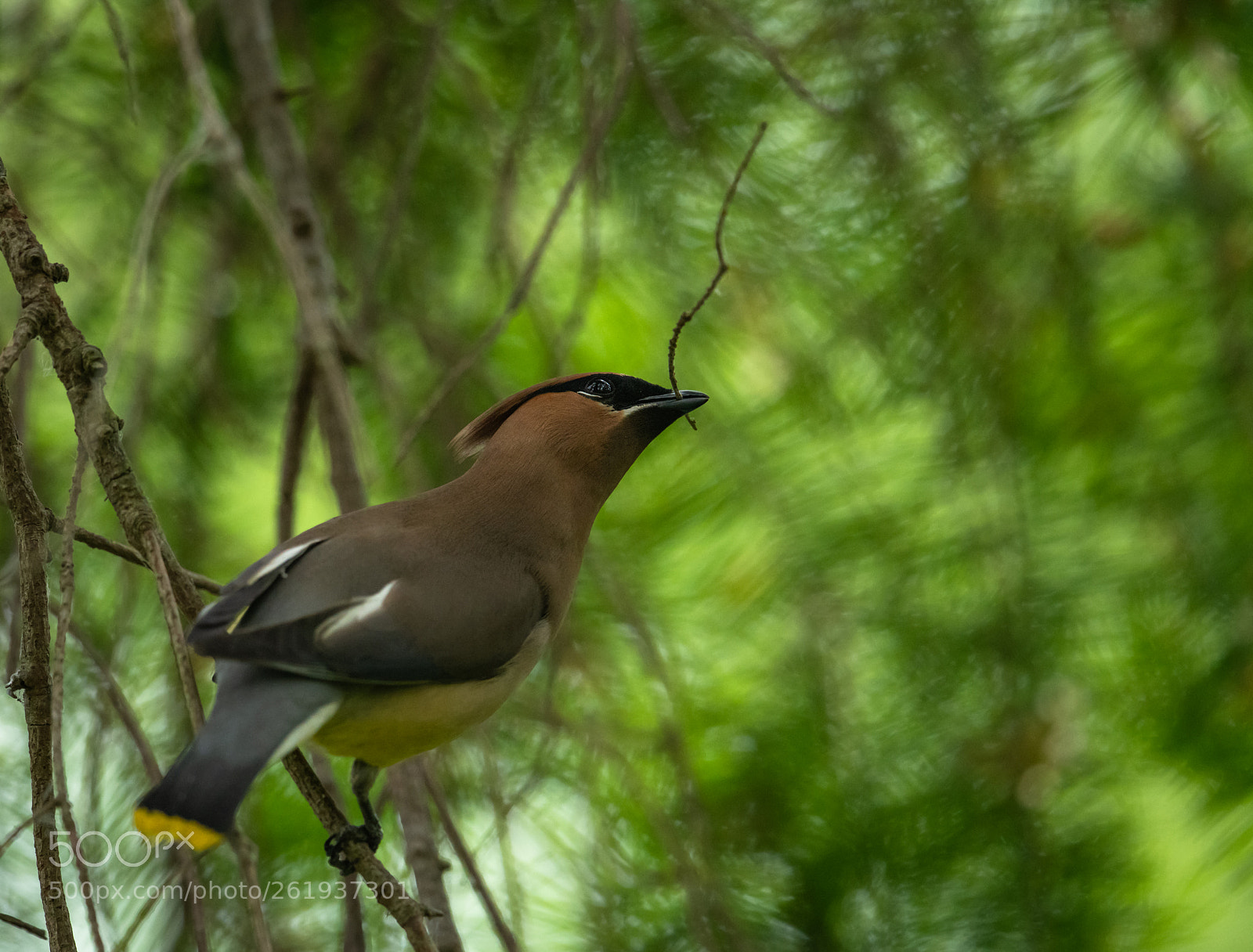 Nikon D850 sample photo. Cedar waxwing with a photography
