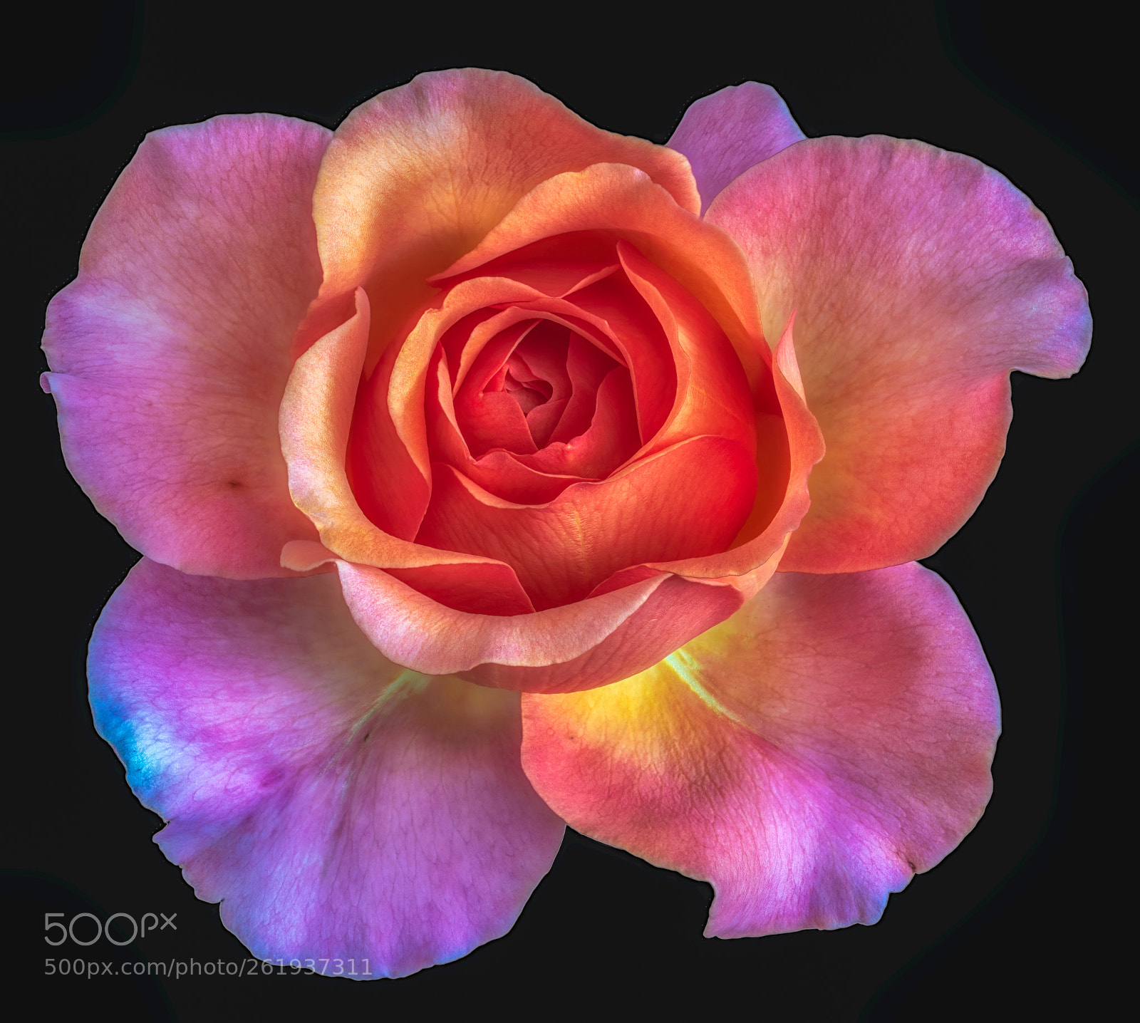 Nikon D810 sample photo. Rose colors continued photography