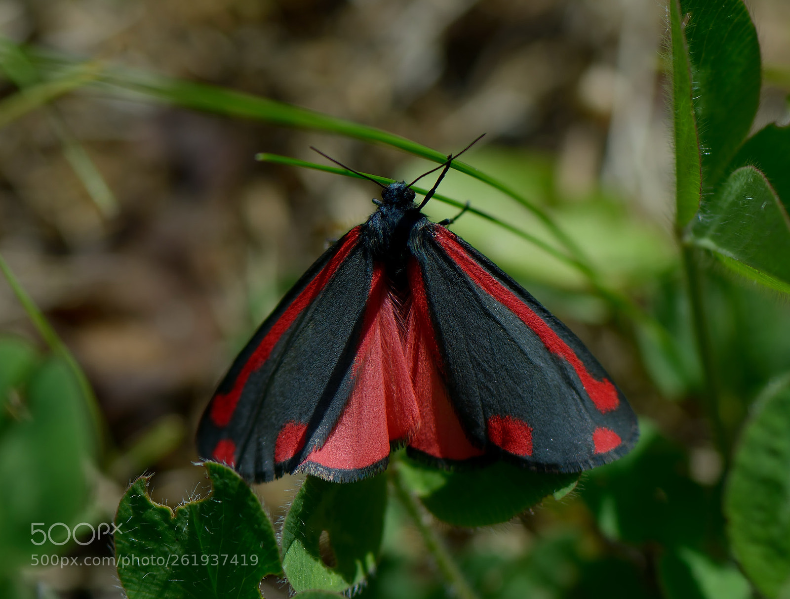 Nikon AF-S Micro-Nikkor 105mm F2.8G IF-ED VR sample photo. Tyria jacobaeae photography