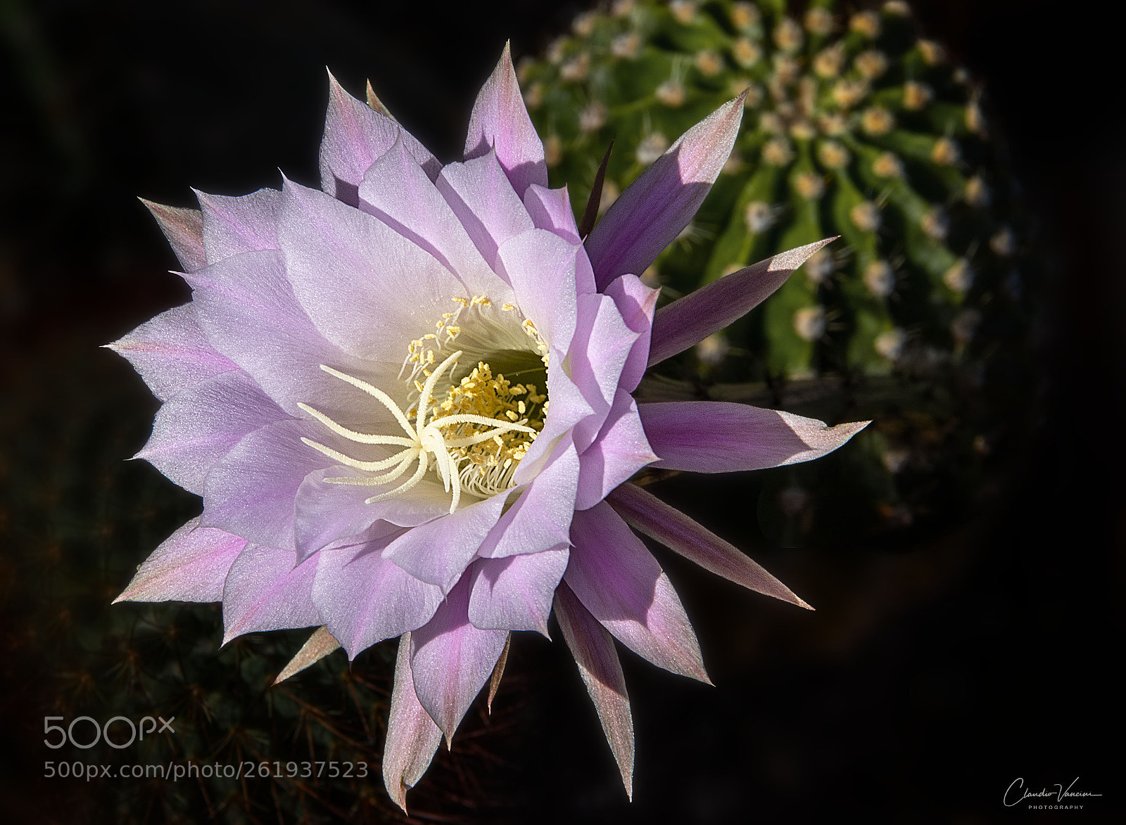 Nikon D5600 sample photo. Echinopsis tubiflora photography