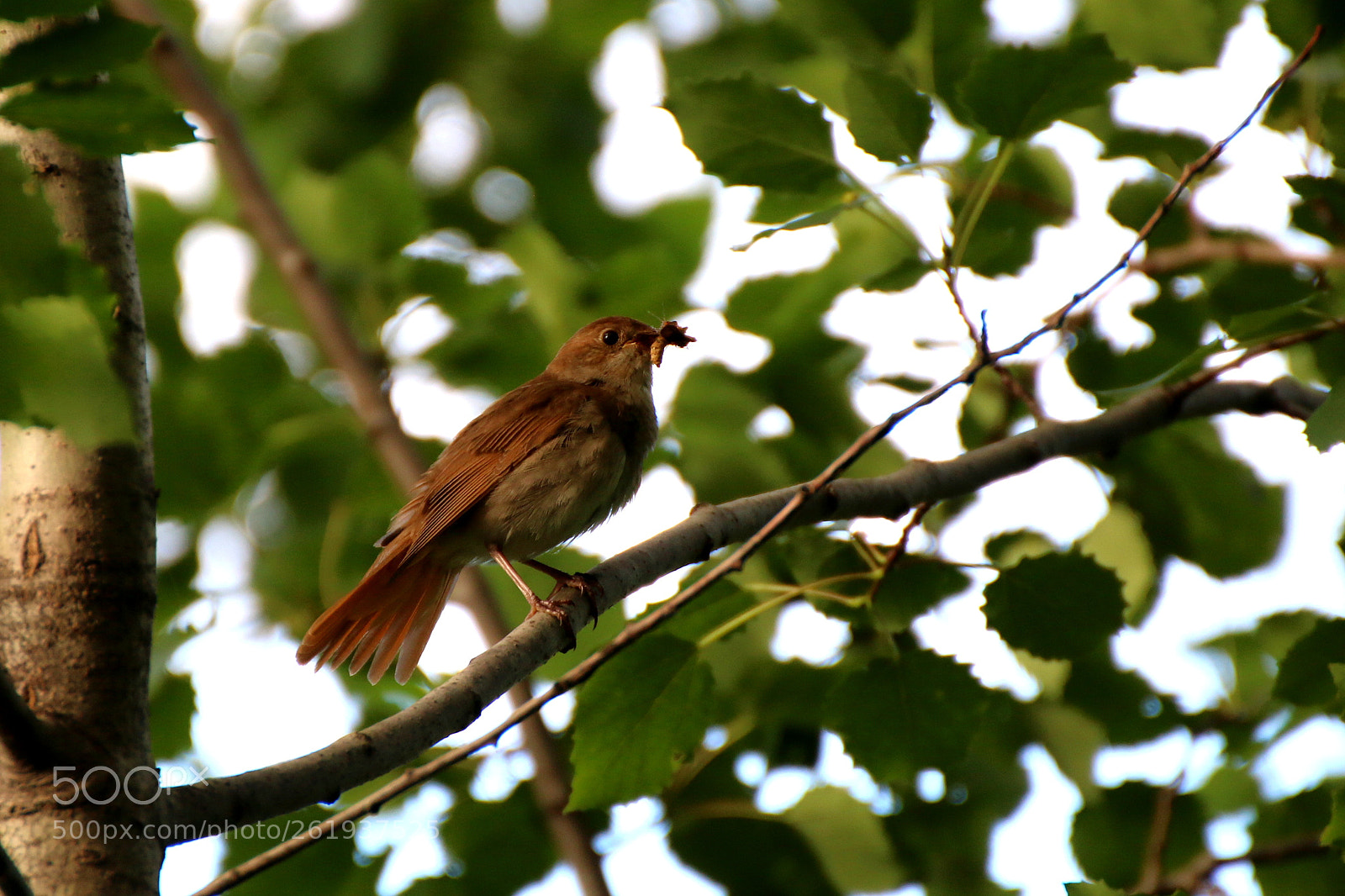 Tamron SP 35mm F1.8 Di VC USD sample photo. Thrush nightingale photography