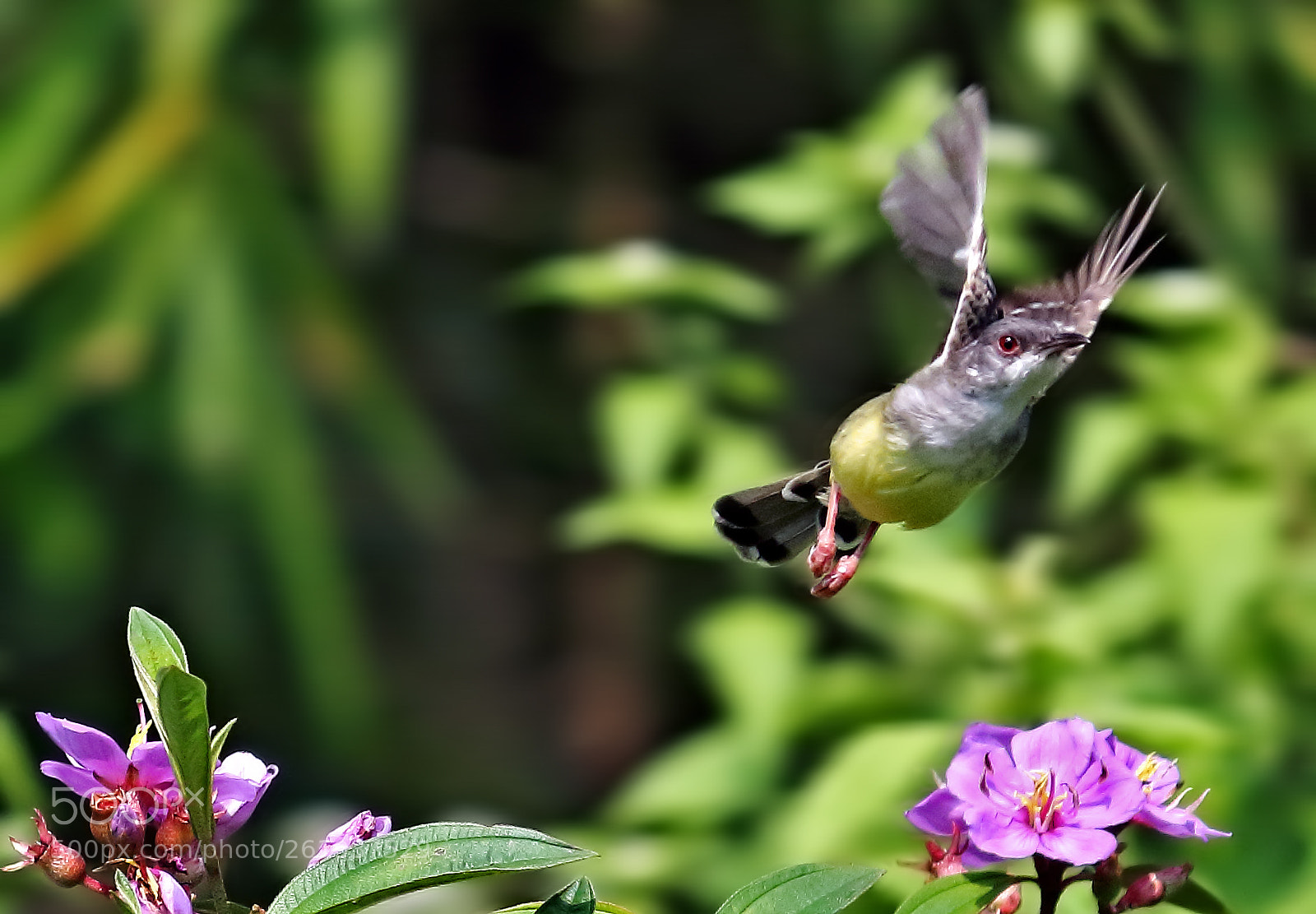 Canon EOS 700D (EOS Rebel T5i / EOS Kiss X7i) sample photo. Flyin photography