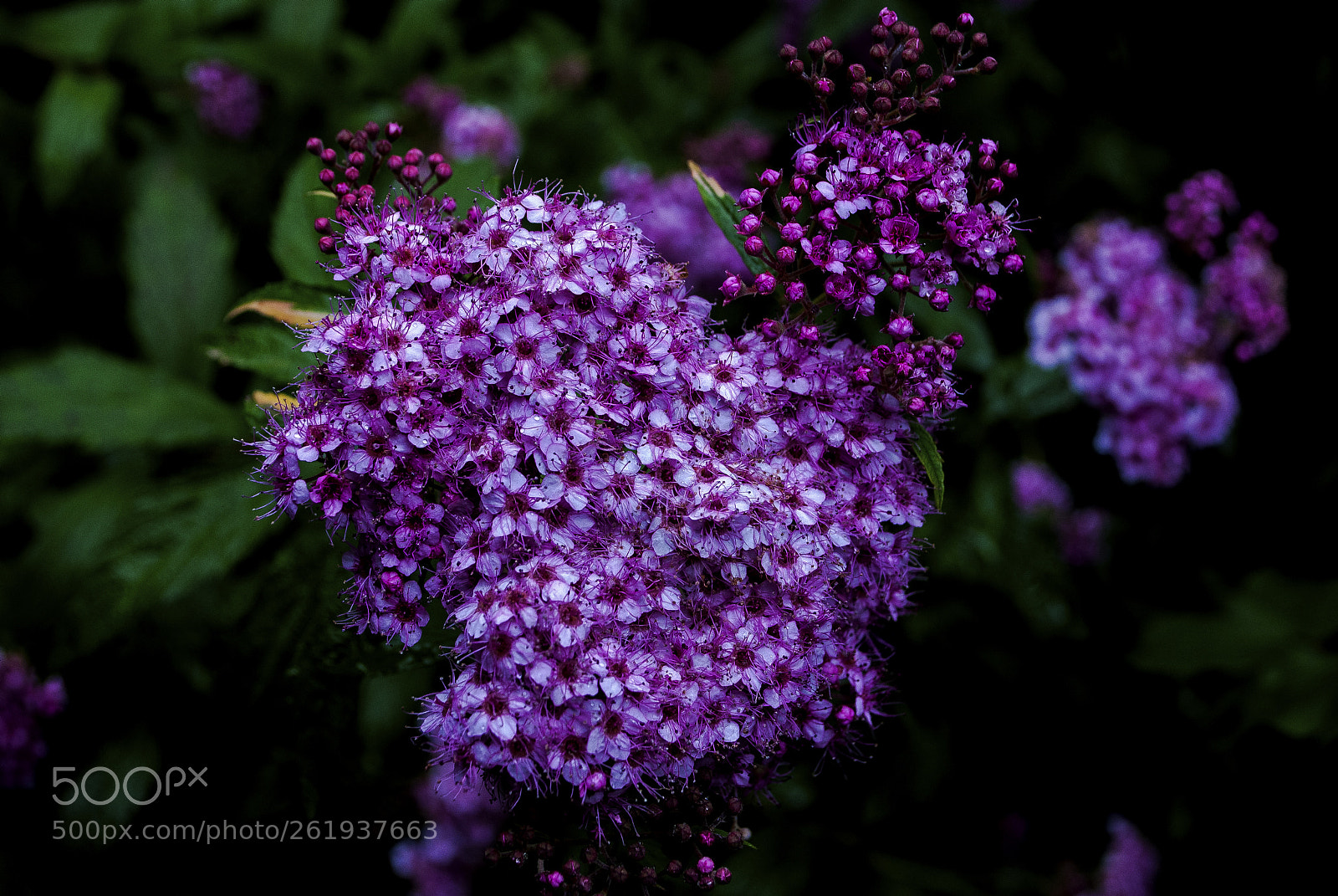 Nikon D3000 sample photo. Purple bouquet photography