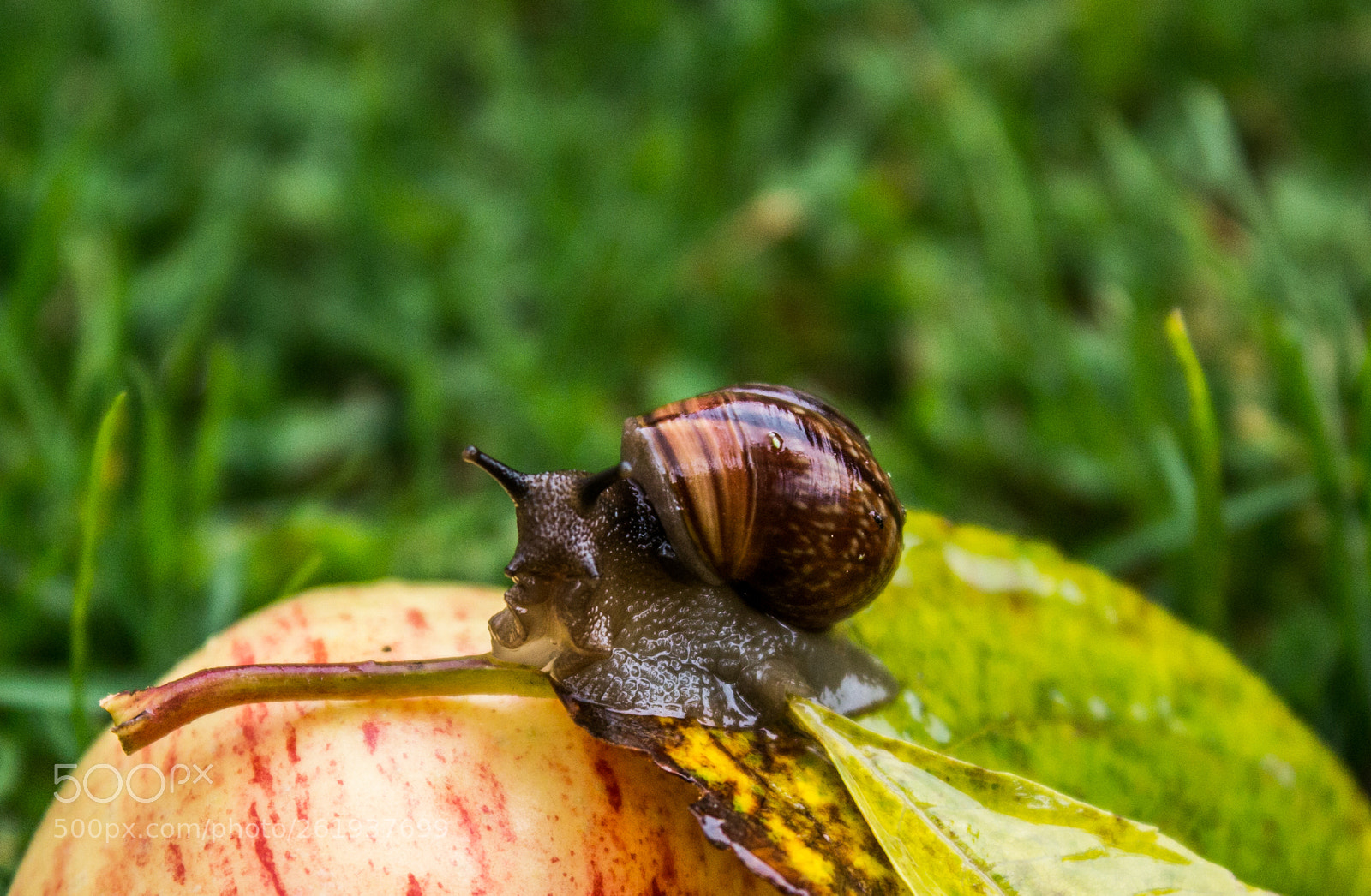 Canon EOS 70D sample photo. Snail photography