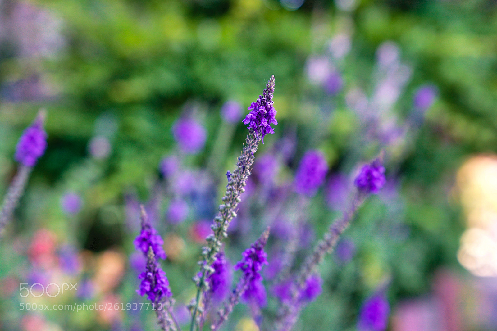 Sony a9 sample photo. Crushed photography