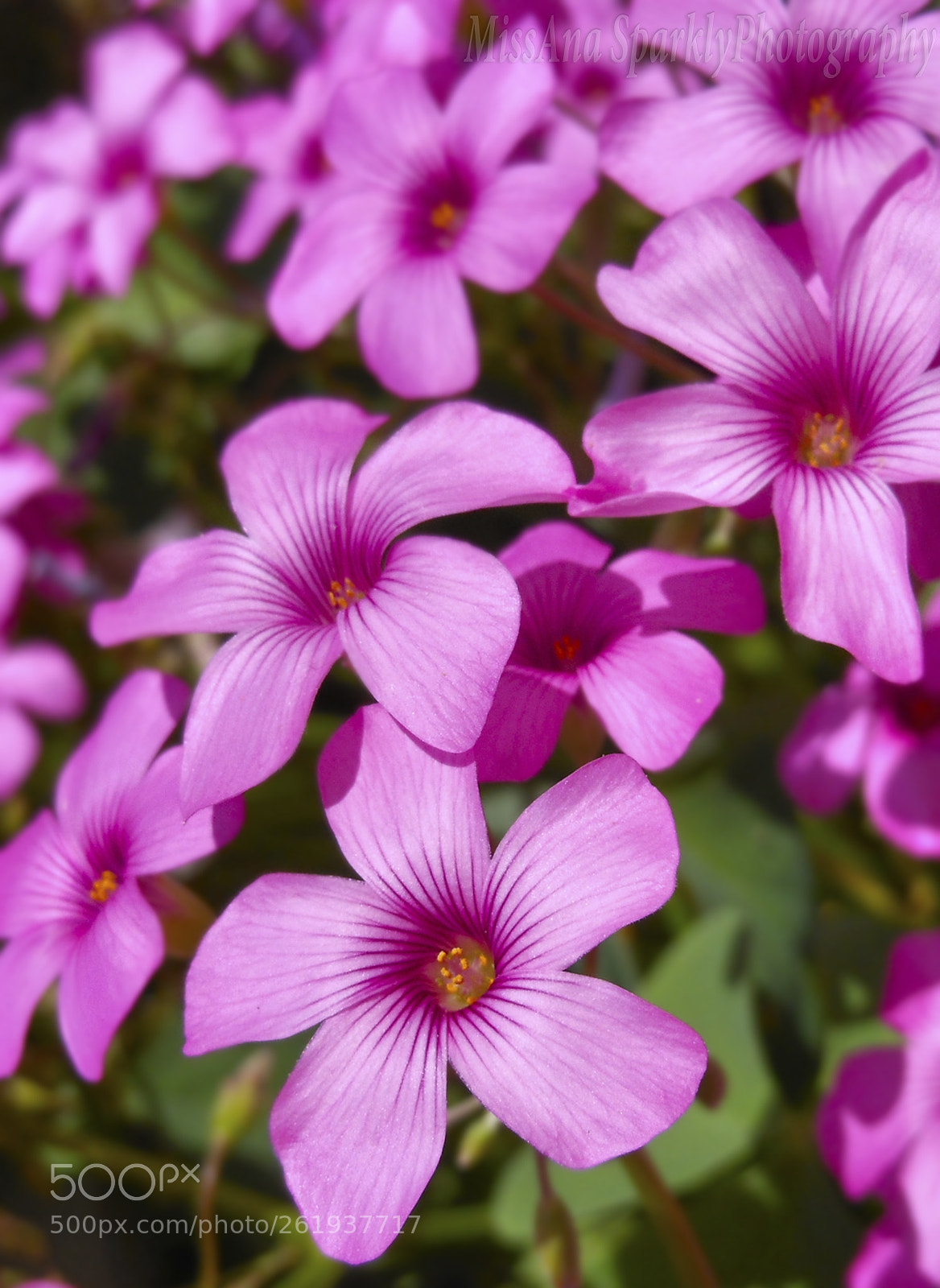 Nikon D200 sample photo. ▲► ☛pink flowers☚◄▲ photography