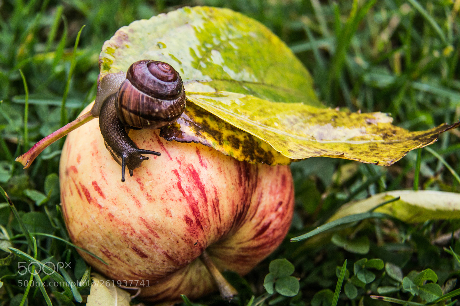 Canon EOS 70D sample photo. Snail photography