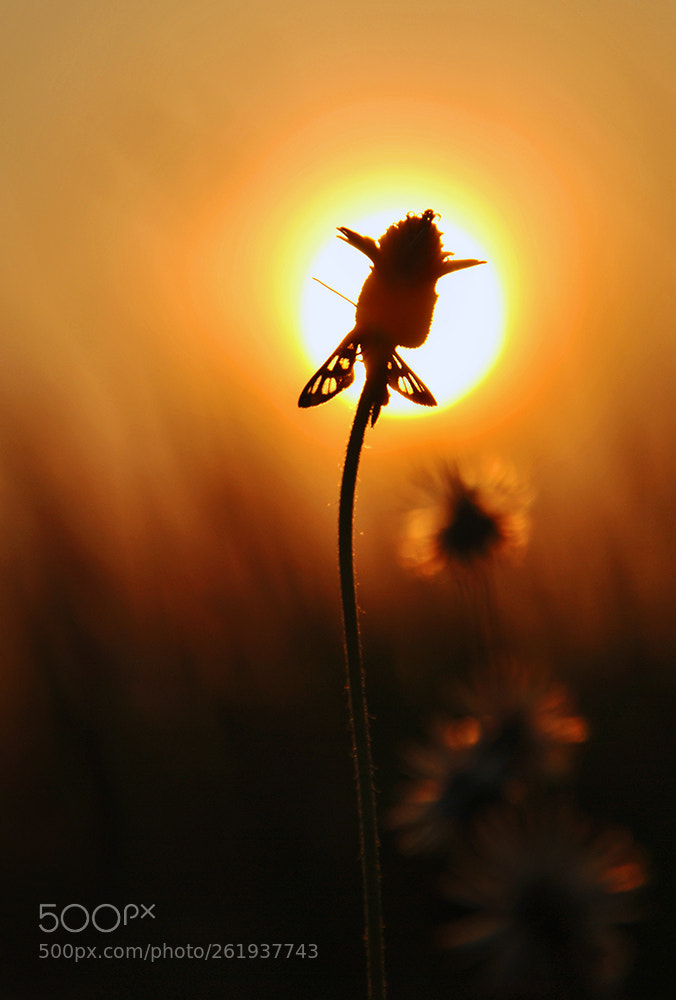 Nikon D3000 sample photo. Little bug in the photography