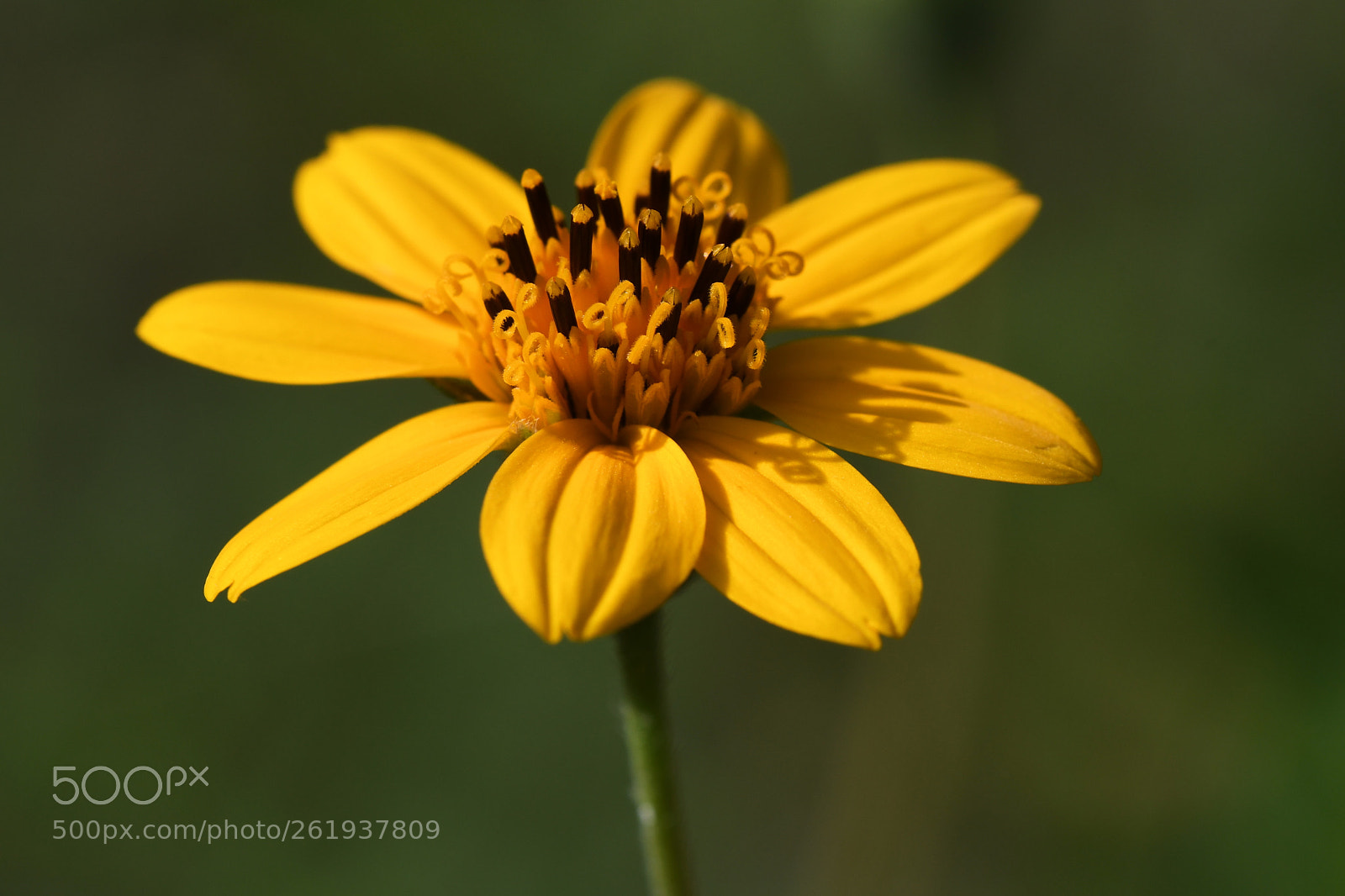 Sigma 150mm F2.8 EX DG OS Macro HSM sample photo. Golden gaze photography