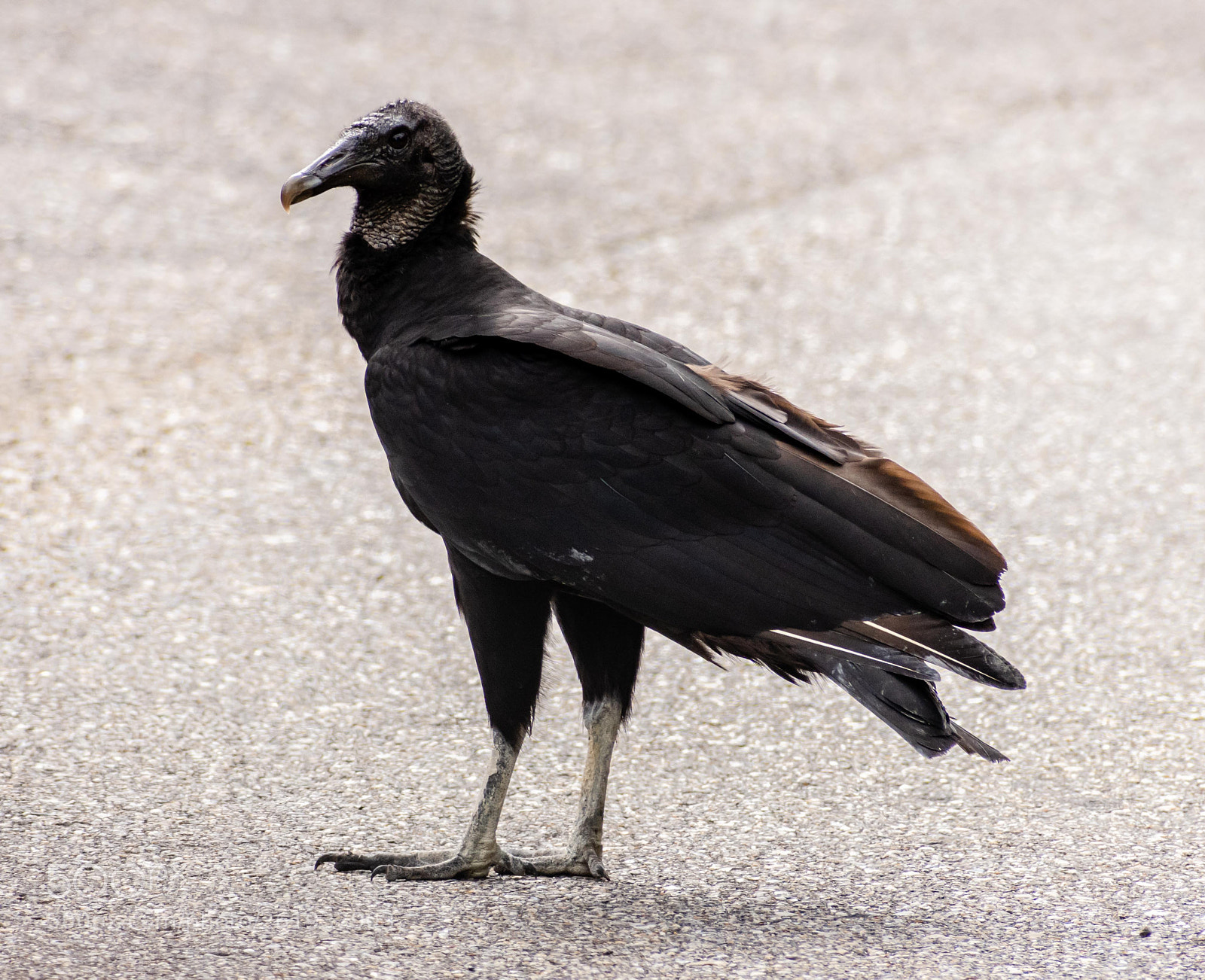 Nikon D7200 sample photo. Black vulture photography
