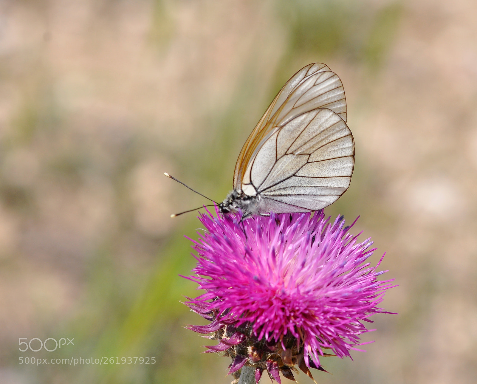 Nikon AF-S Micro-Nikkor 105mm F2.8G IF-ED VR sample photo. Aporia crataegi photography