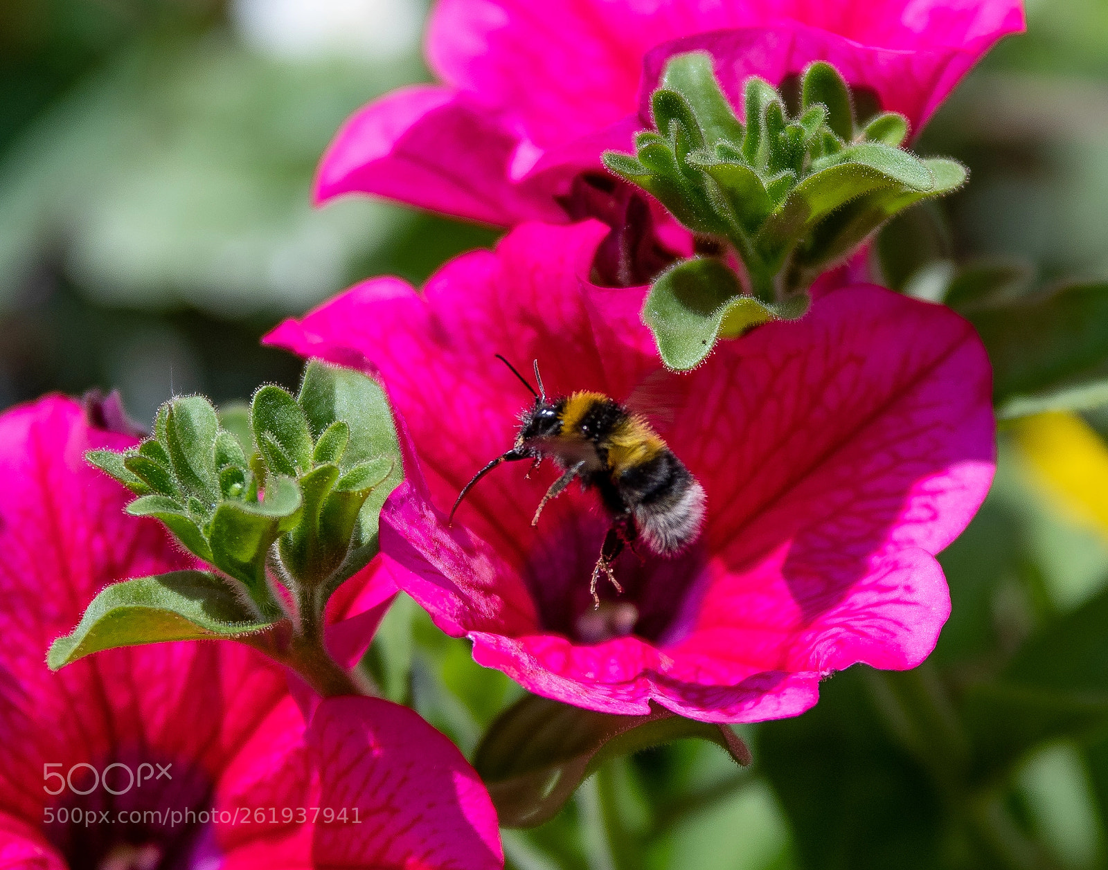 Nikon D500 sample photo. Bee at work photography