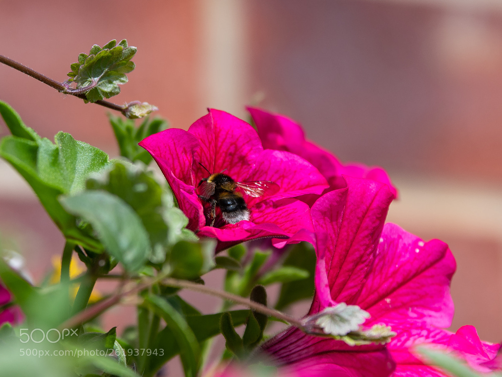 Nikon D500 sample photo. Bee at work photography