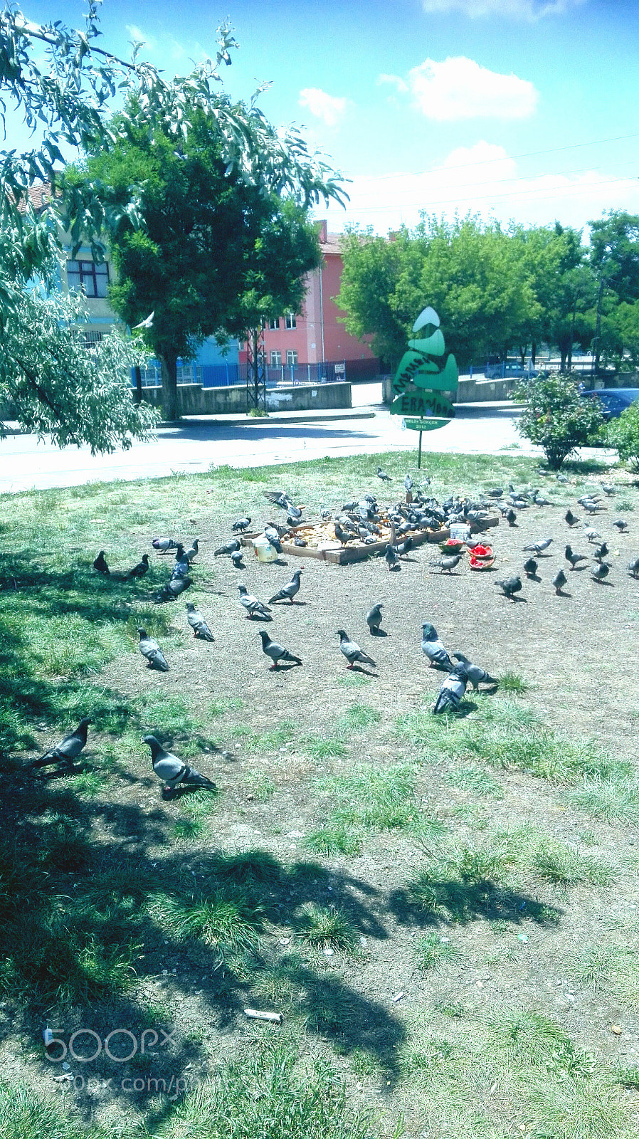 HUAWEI P8 Lite sample photo. Pigeons self-feeding photography