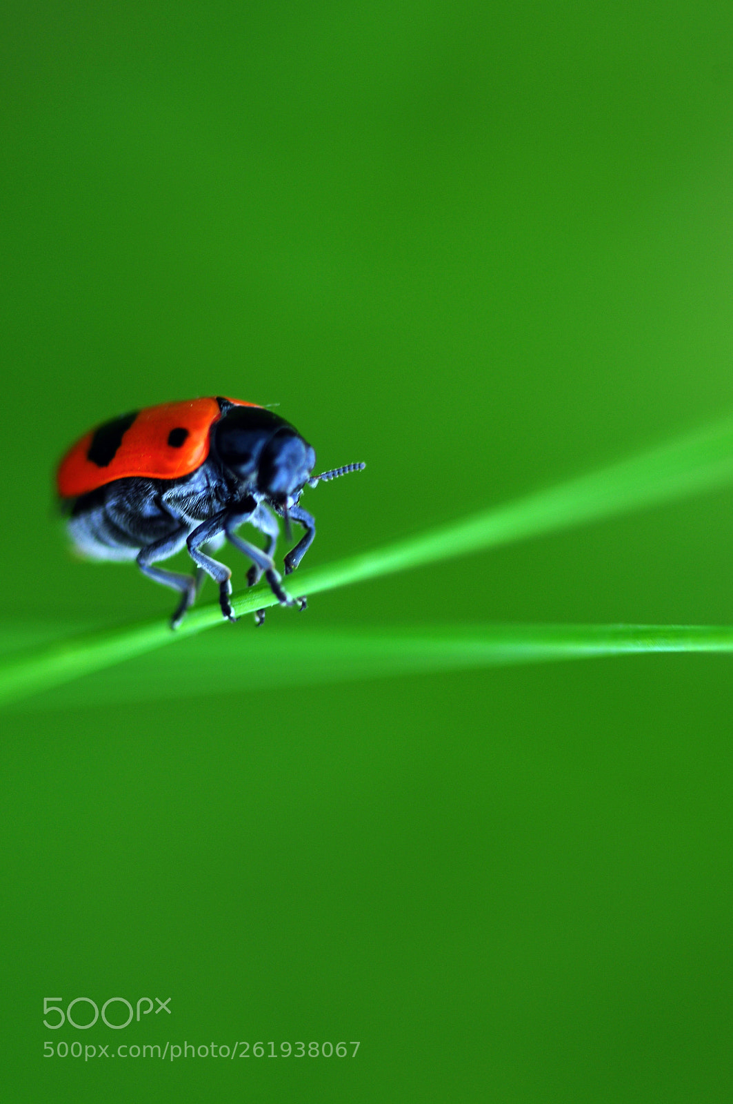 Nikon D90 sample photo. Funambule 2 photography