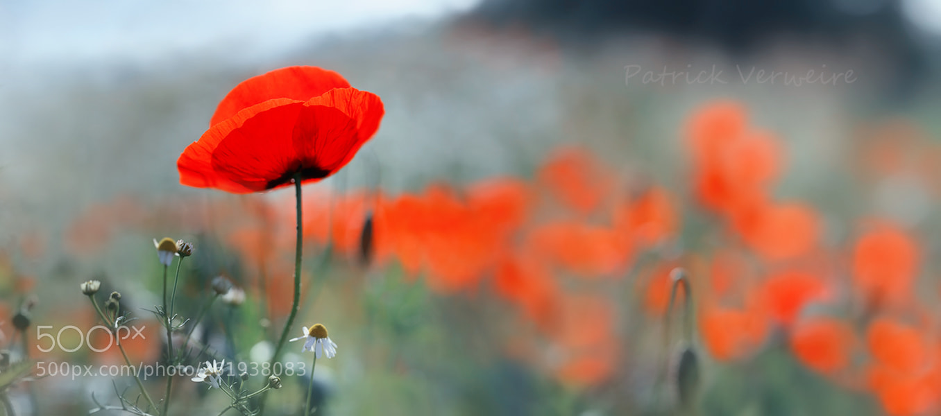 Canon EOS 5DS sample photo. Poppy-pano 4 photography