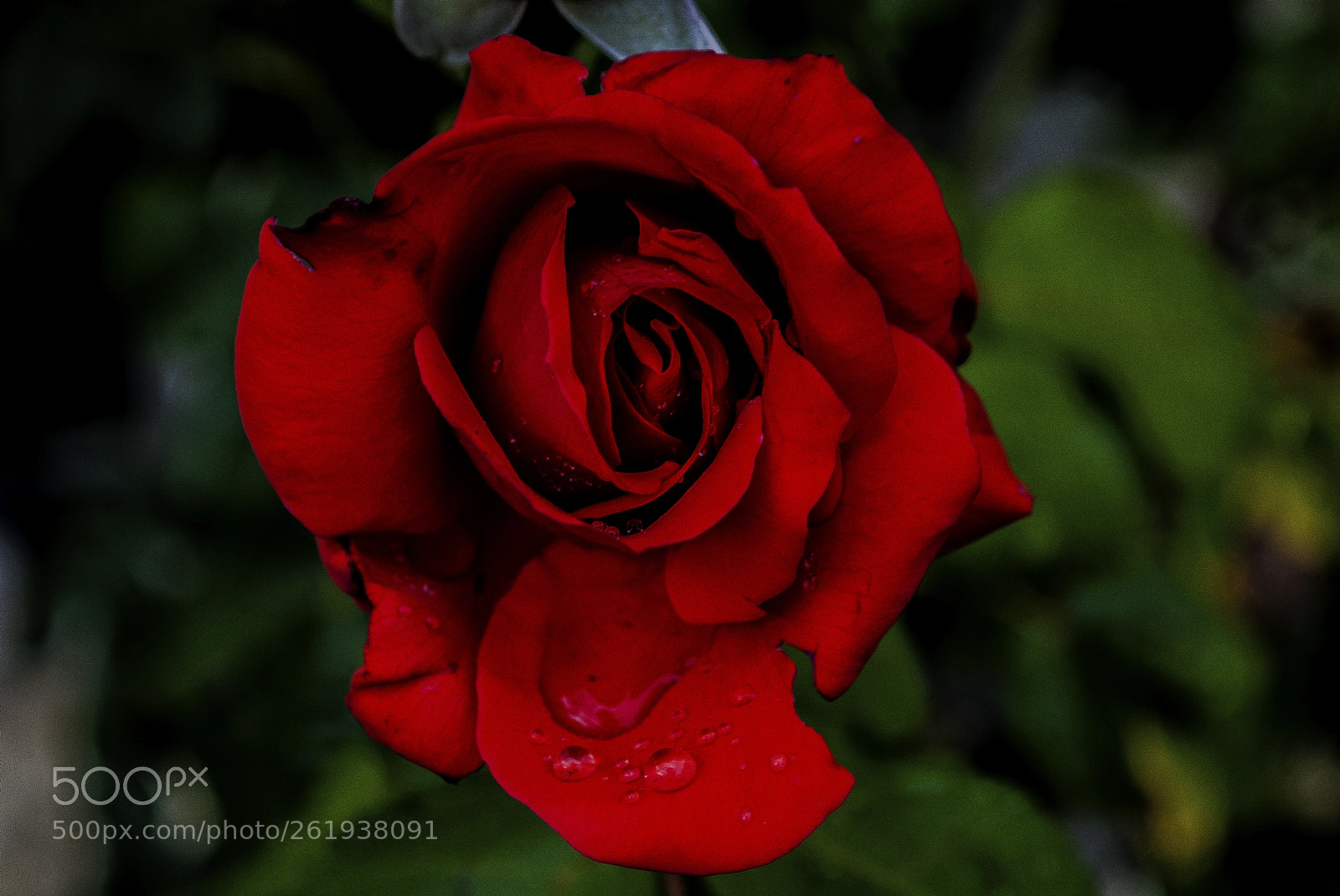 Nikon D3000 sample photo. Lonely observer photography