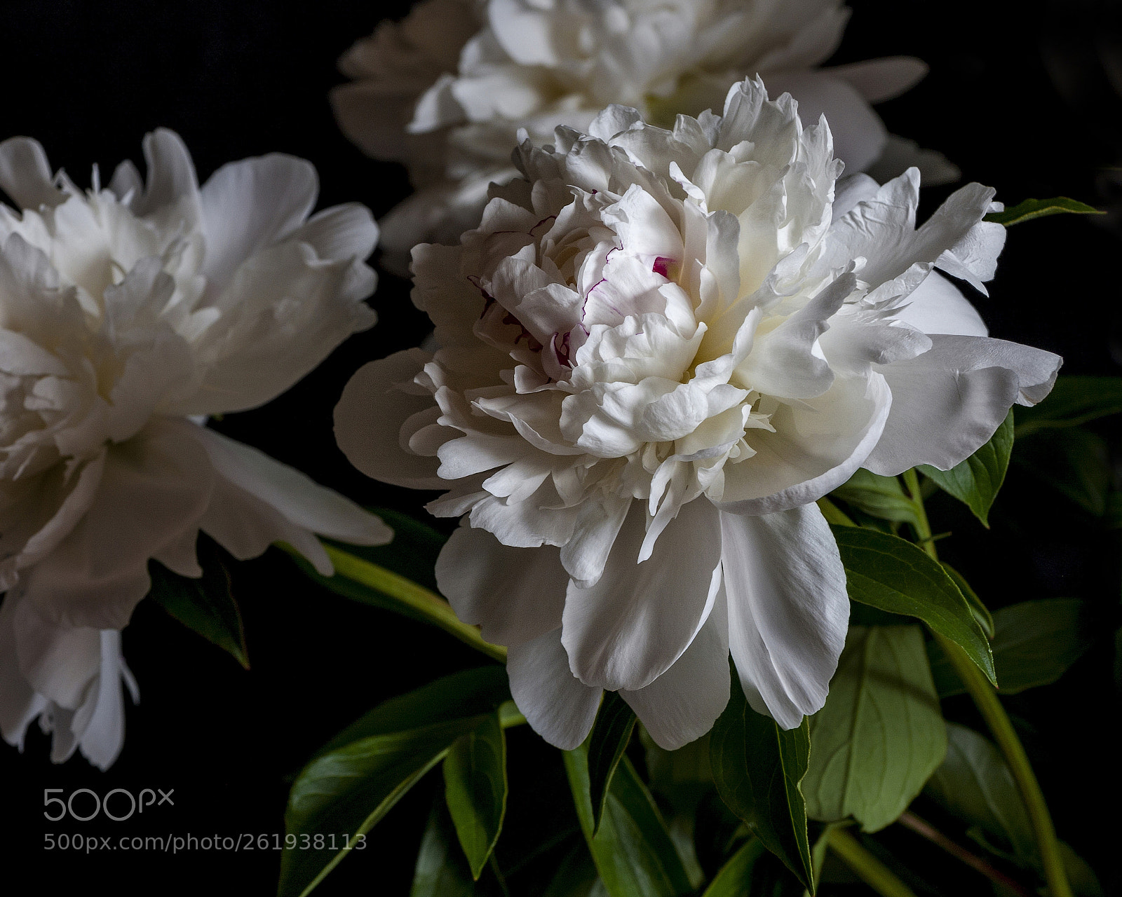 Canon EOS 40D sample photo. Paeonia lactiflora "festiva maxima" photography