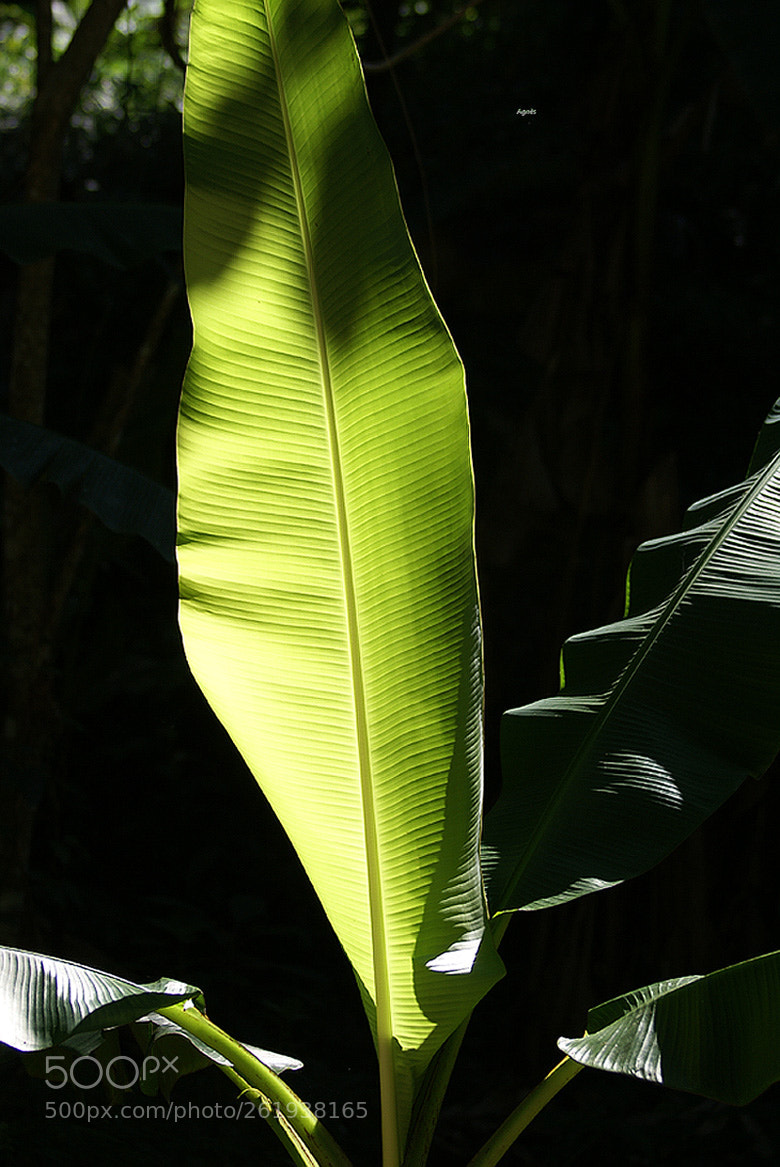 Sony Alpha DSLR-A100 sample photo. Lumiere photography