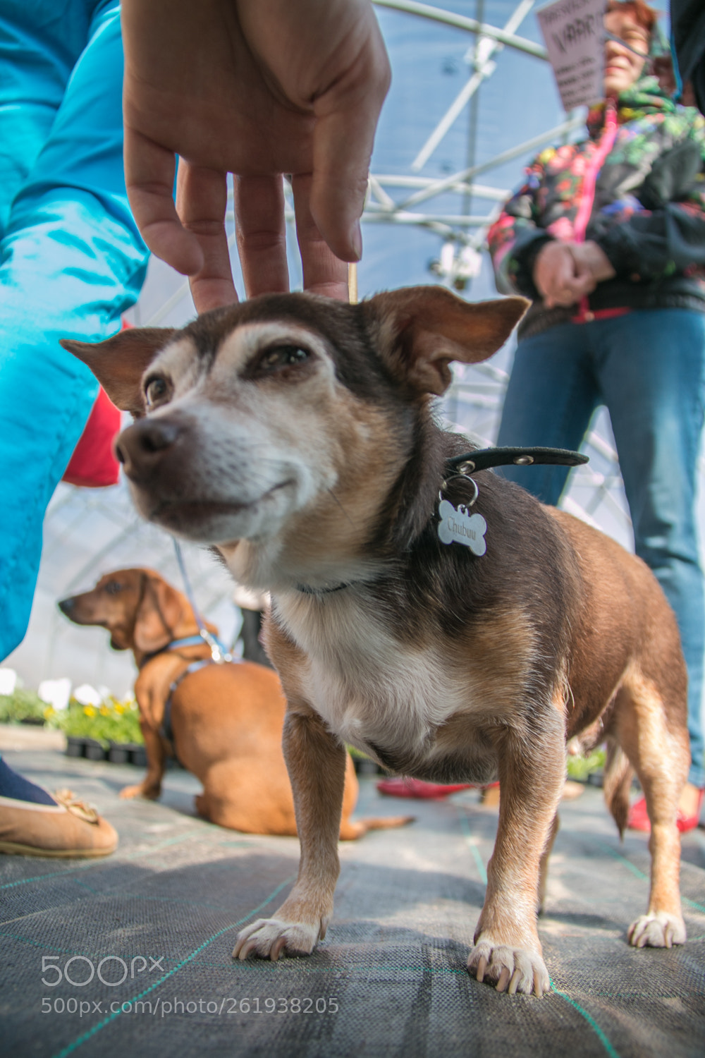 Canon EOS 70D sample photo. Dog photography
