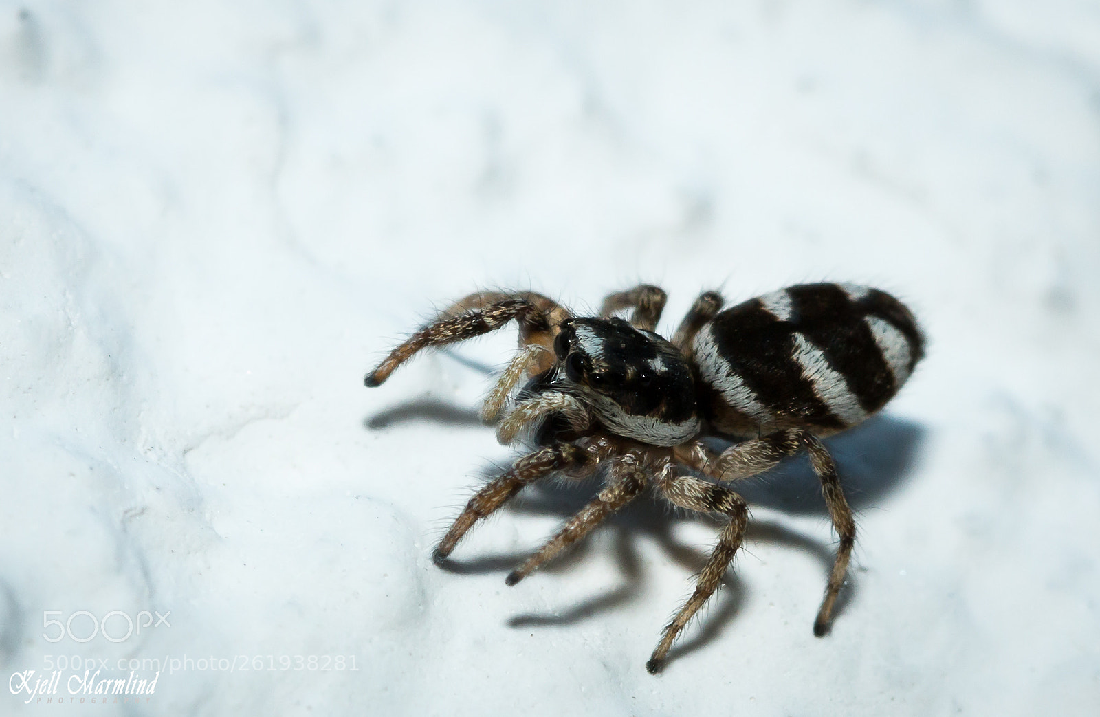 Canon EOS 70D sample photo. Spider (salticus scenicus) photography