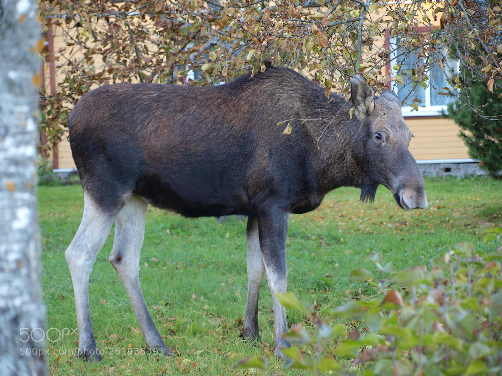Olympus E-520 (EVOLT E-520) sample photo. Moose photography