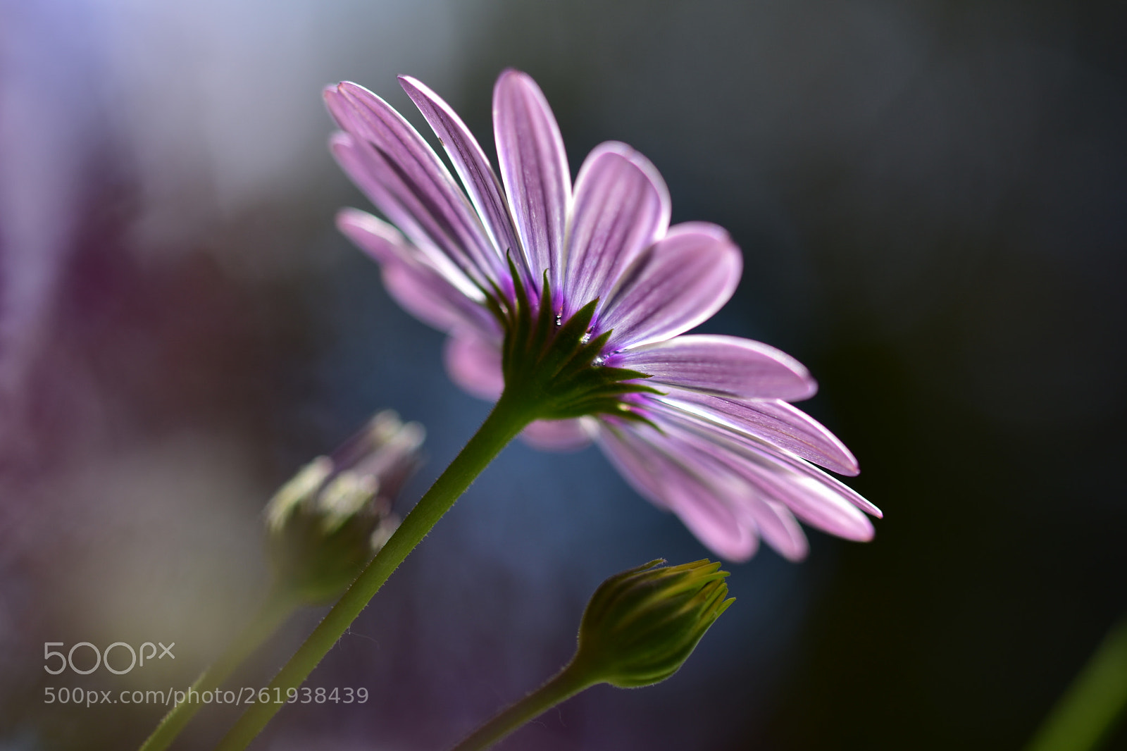 Sigma 105mm F2.8 EX DG OS HSM sample photo. A veces, nada tiene photography