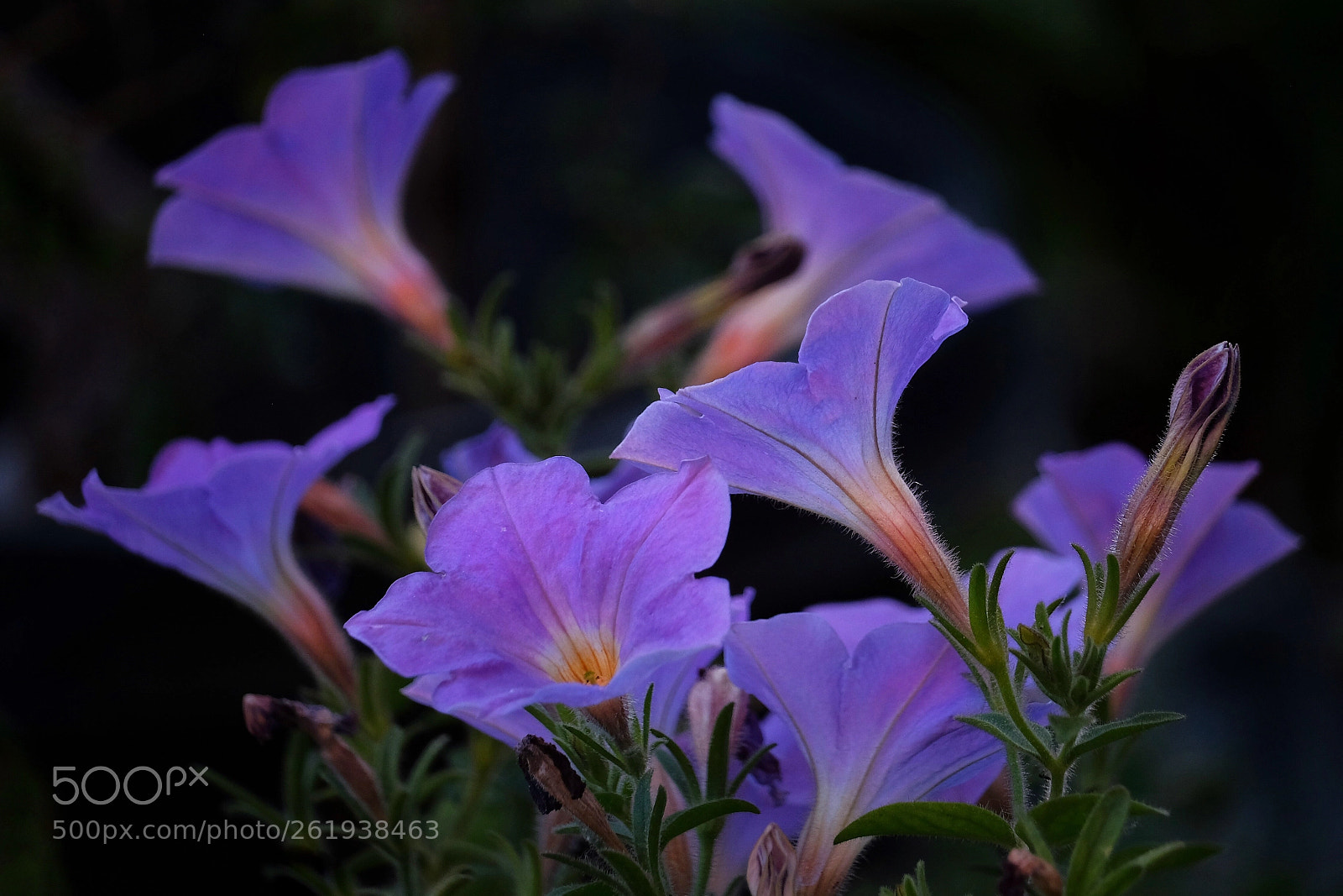 Fujifilm X-T1 sample photo. Petunias moon river... photography