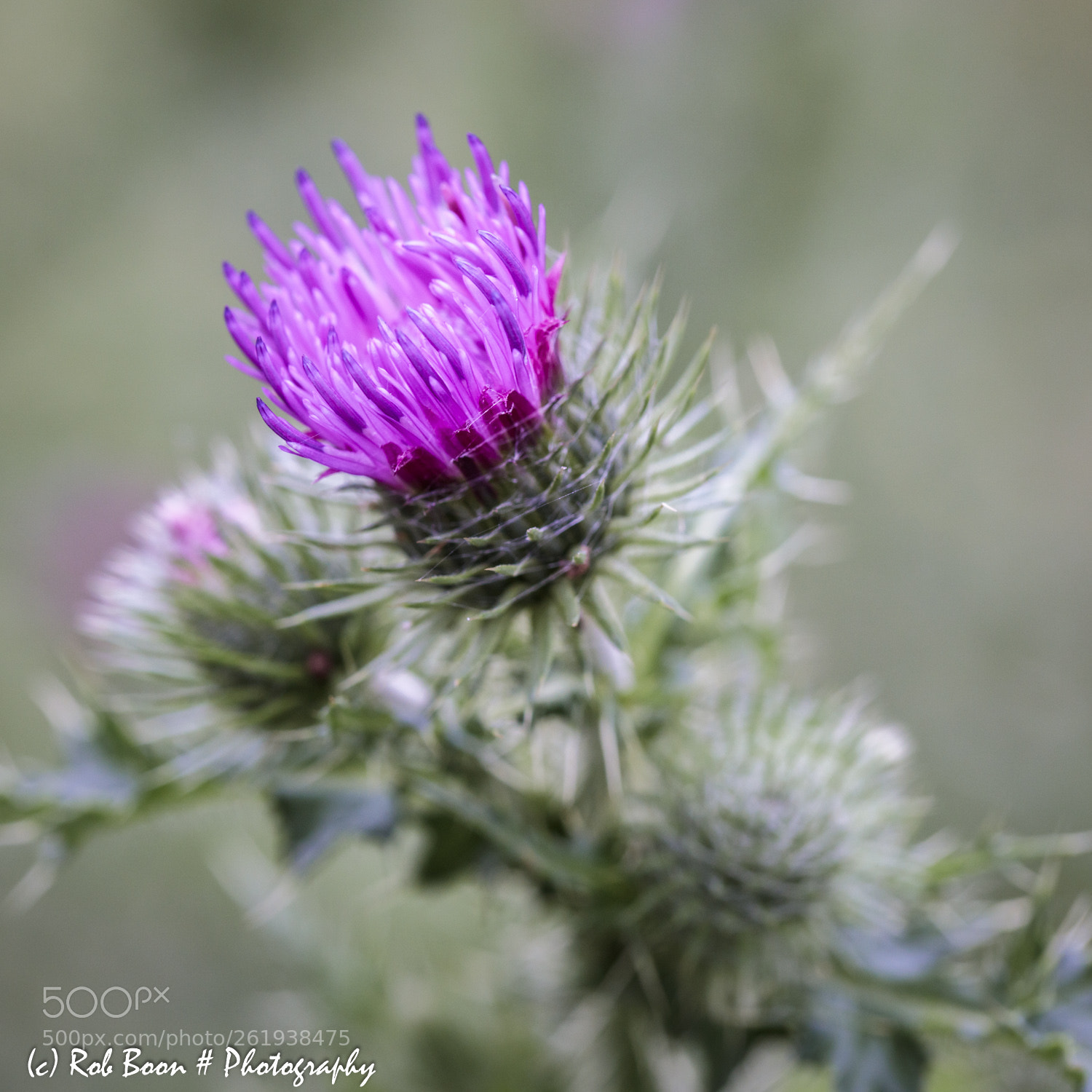 Canon EOS 5DS sample photo. Thistle photography
