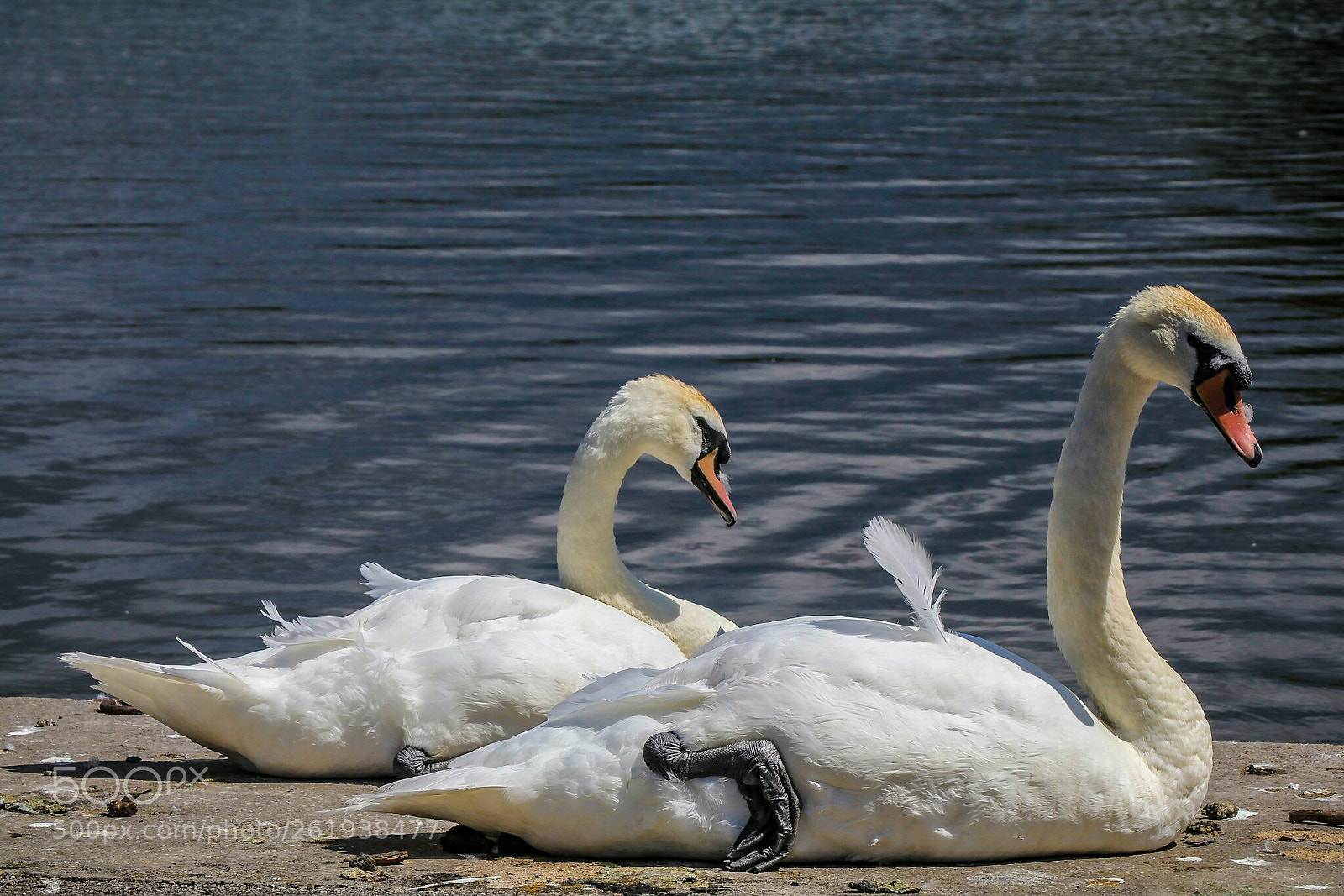 Canon EOS 80D sample photo. Untitled photography