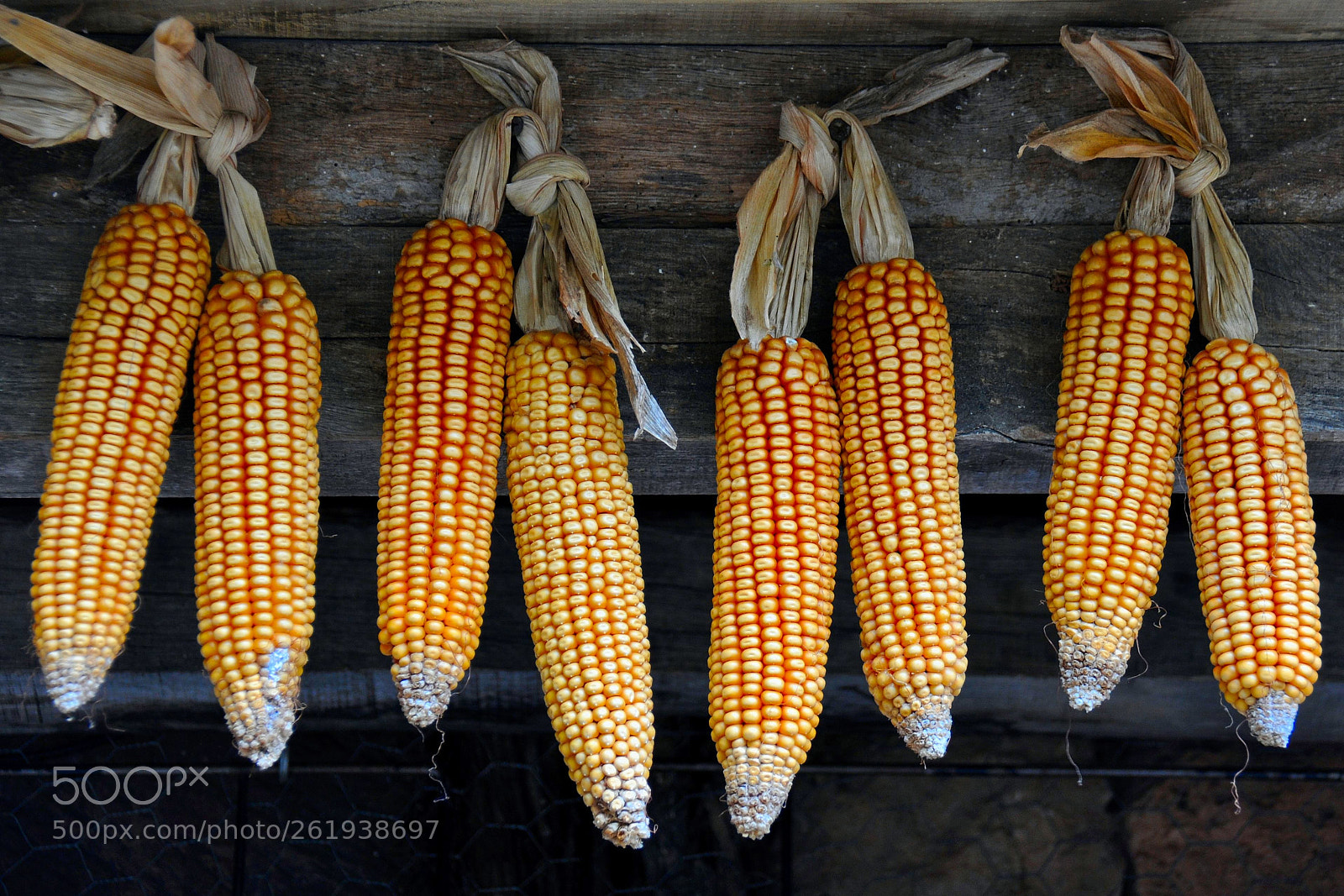 Nikon D90 sample photo. Corn photography