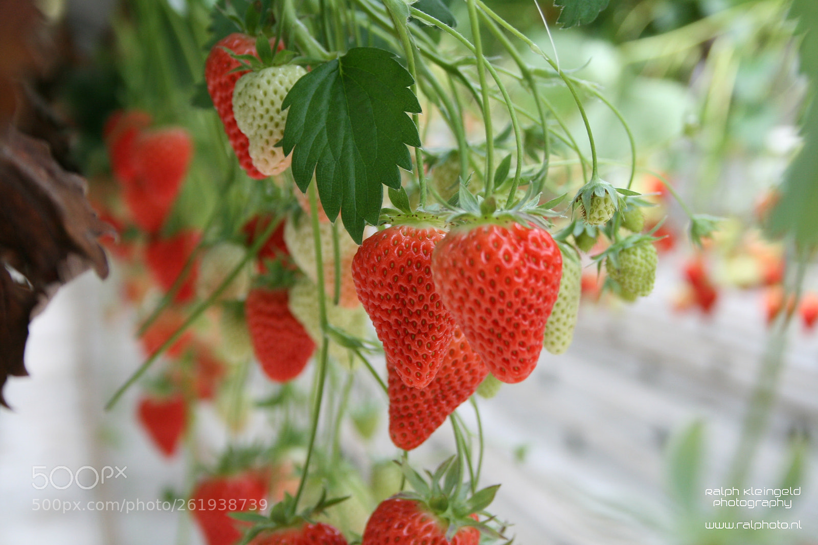 Canon EOS 400D (EOS Digital Rebel XTi / EOS Kiss Digital X) sample photo. Strawberries photography