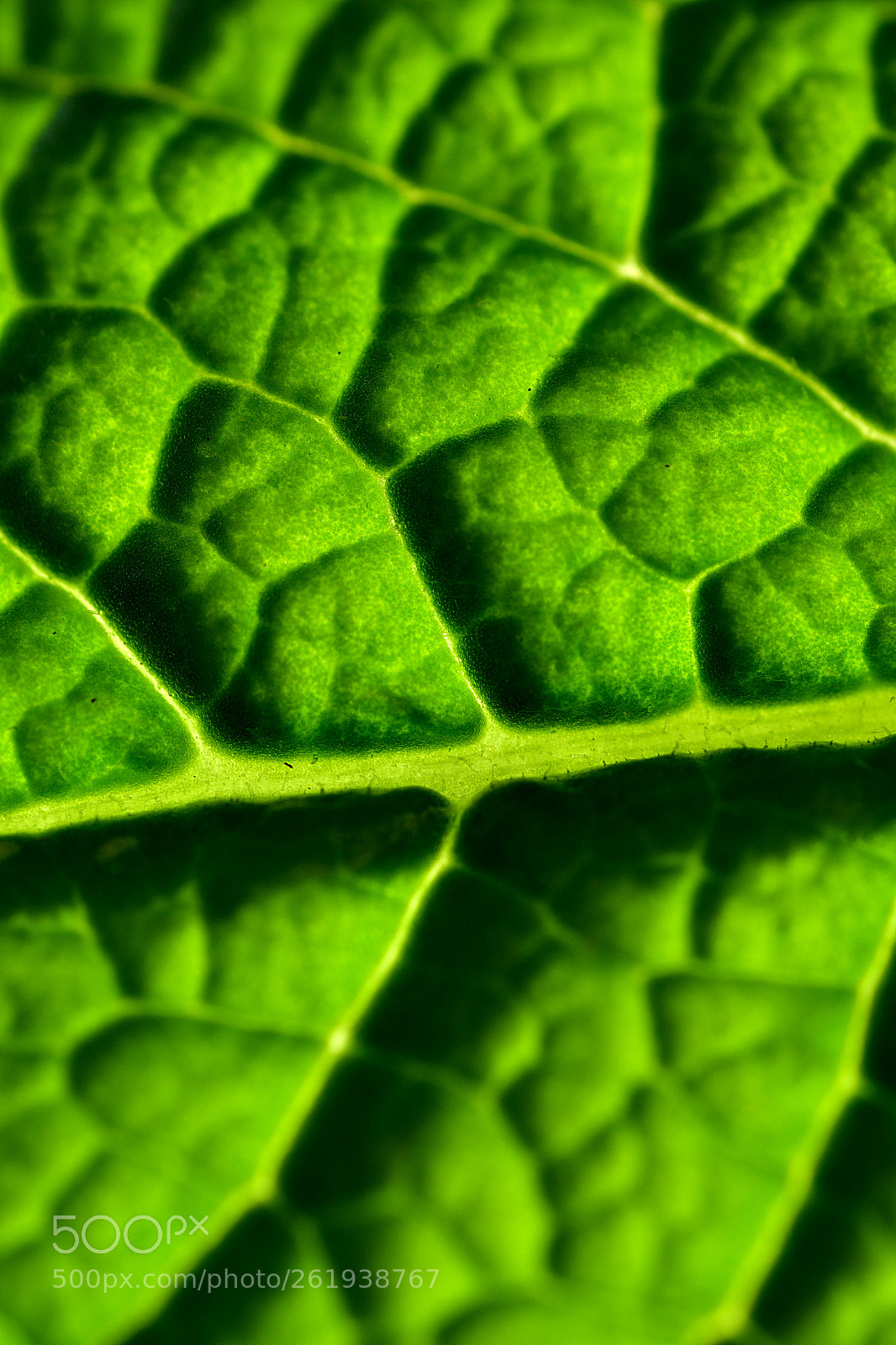 Nikon D5500 sample photo. Green leaf acres photography