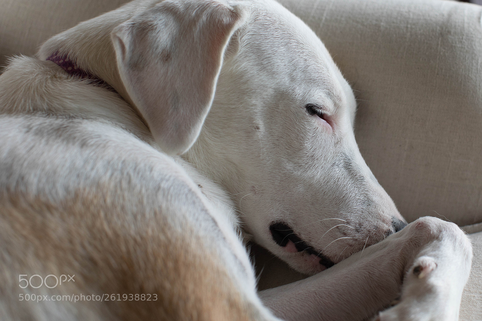Canon EOS 5D Mark IV sample photo. Peaceful photography