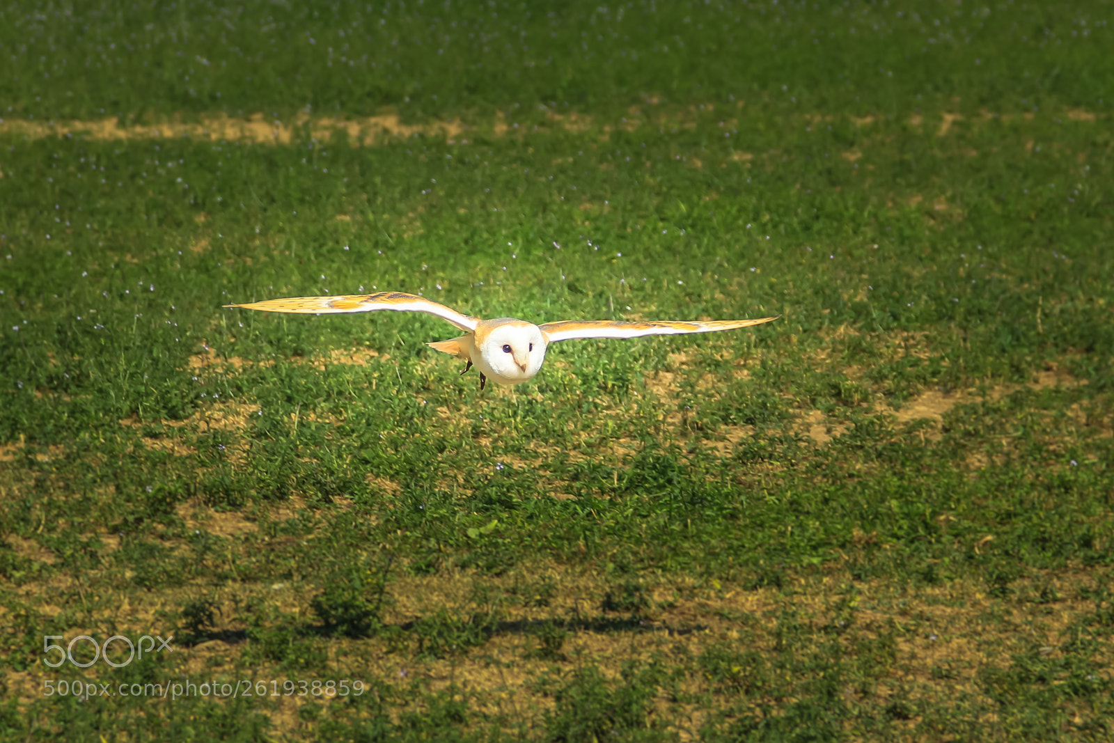 Canon EOS 550D (EOS Rebel T2i / EOS Kiss X4) sample photo. Barn owl flying photography