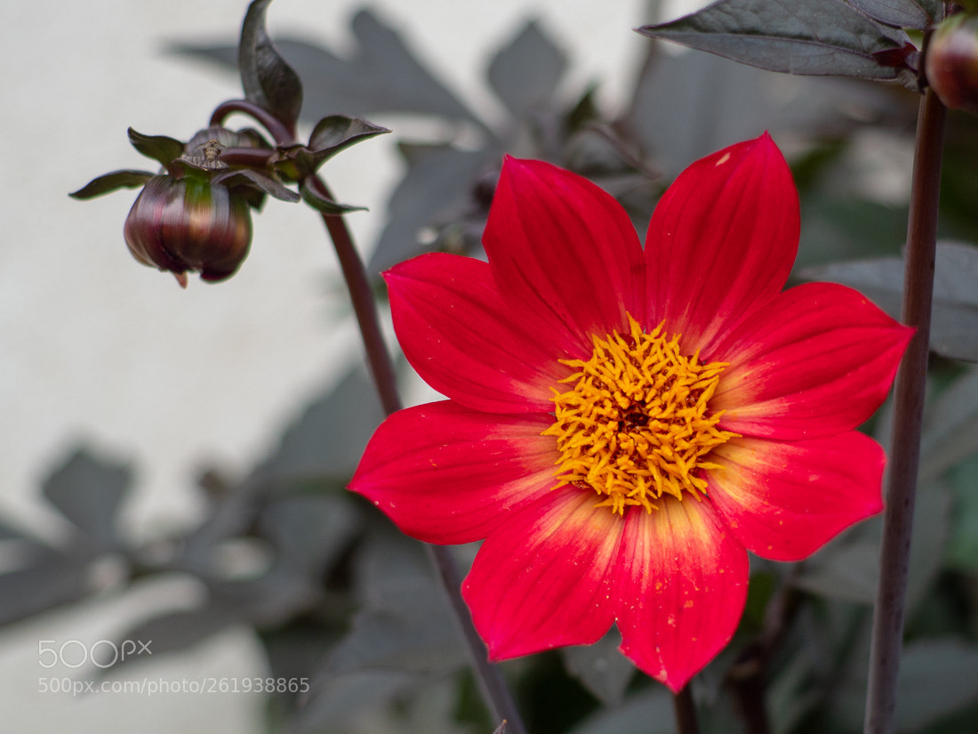 Panasonic Lumix DC-GX9 sample photo. Red dahlia photography