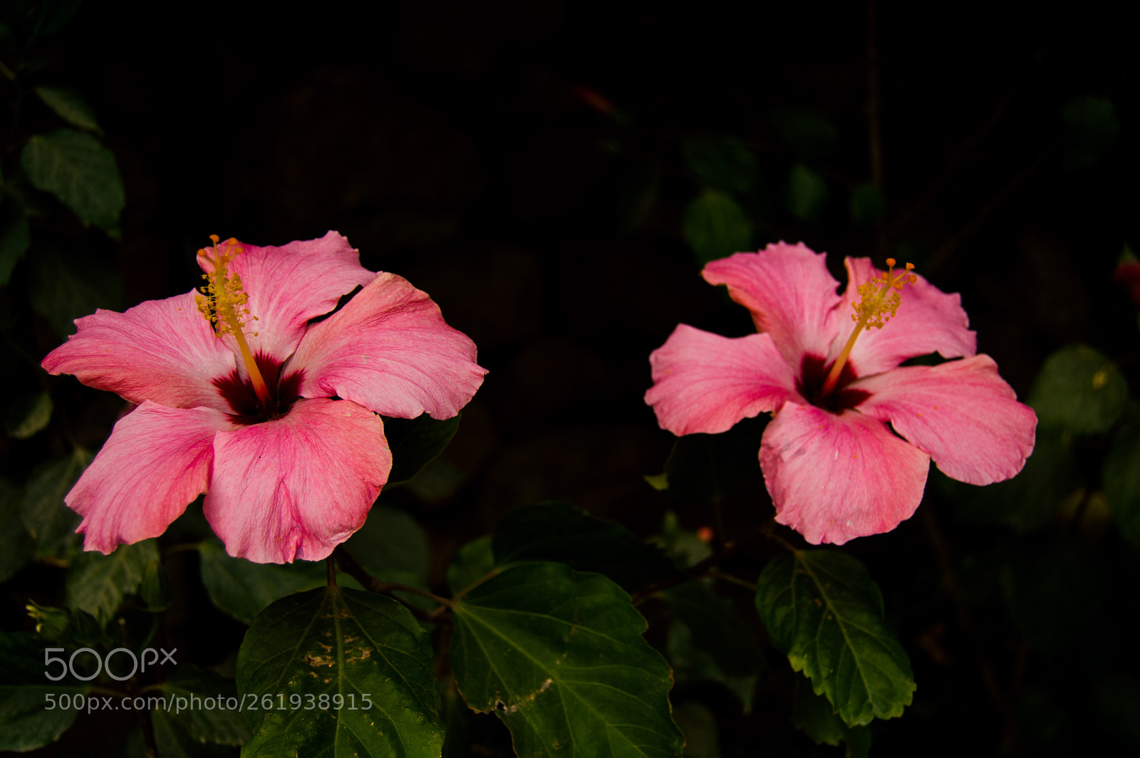 Nikon D3200 sample photo. Flores gemelas photography