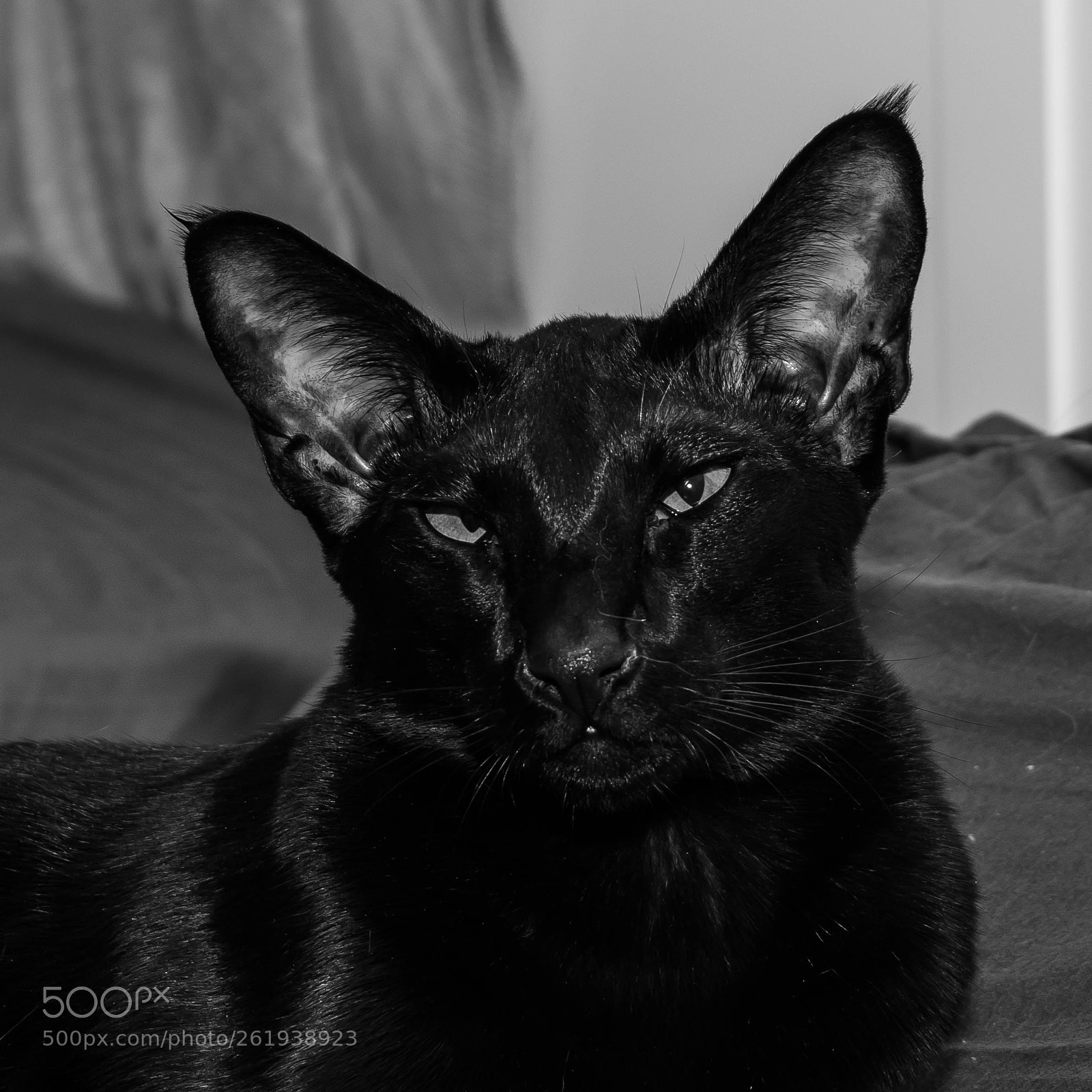 Nikon D5300 sample photo. Lukas - b w photography