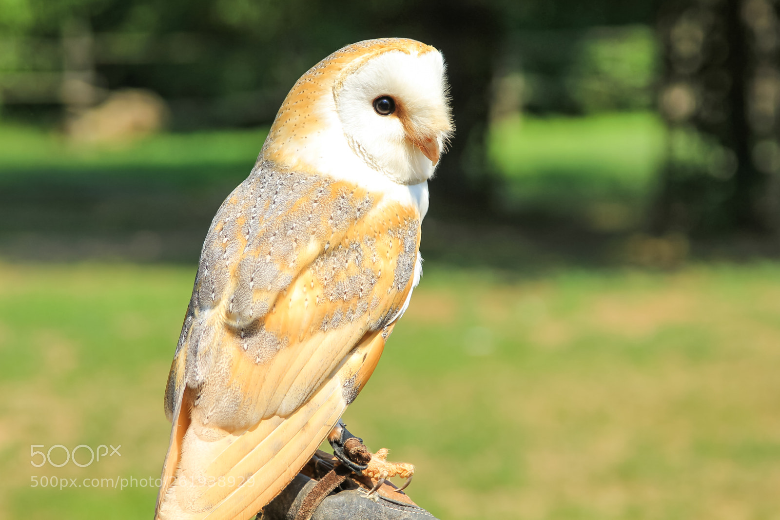 Canon EOS 550D (EOS Rebel T2i / EOS Kiss X4) sample photo. The barn owl photography