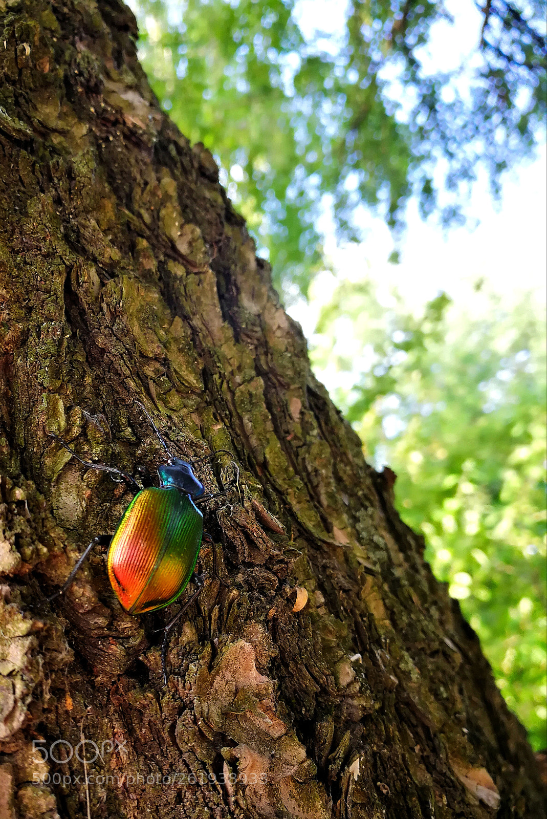 HUAWEI Mate 9 sample photo. Calosoma photography