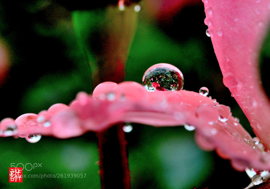 Nikon AF-S Micro-Nikkor 60mm F2.8G ED sample photo. Raindrop 0612 photography