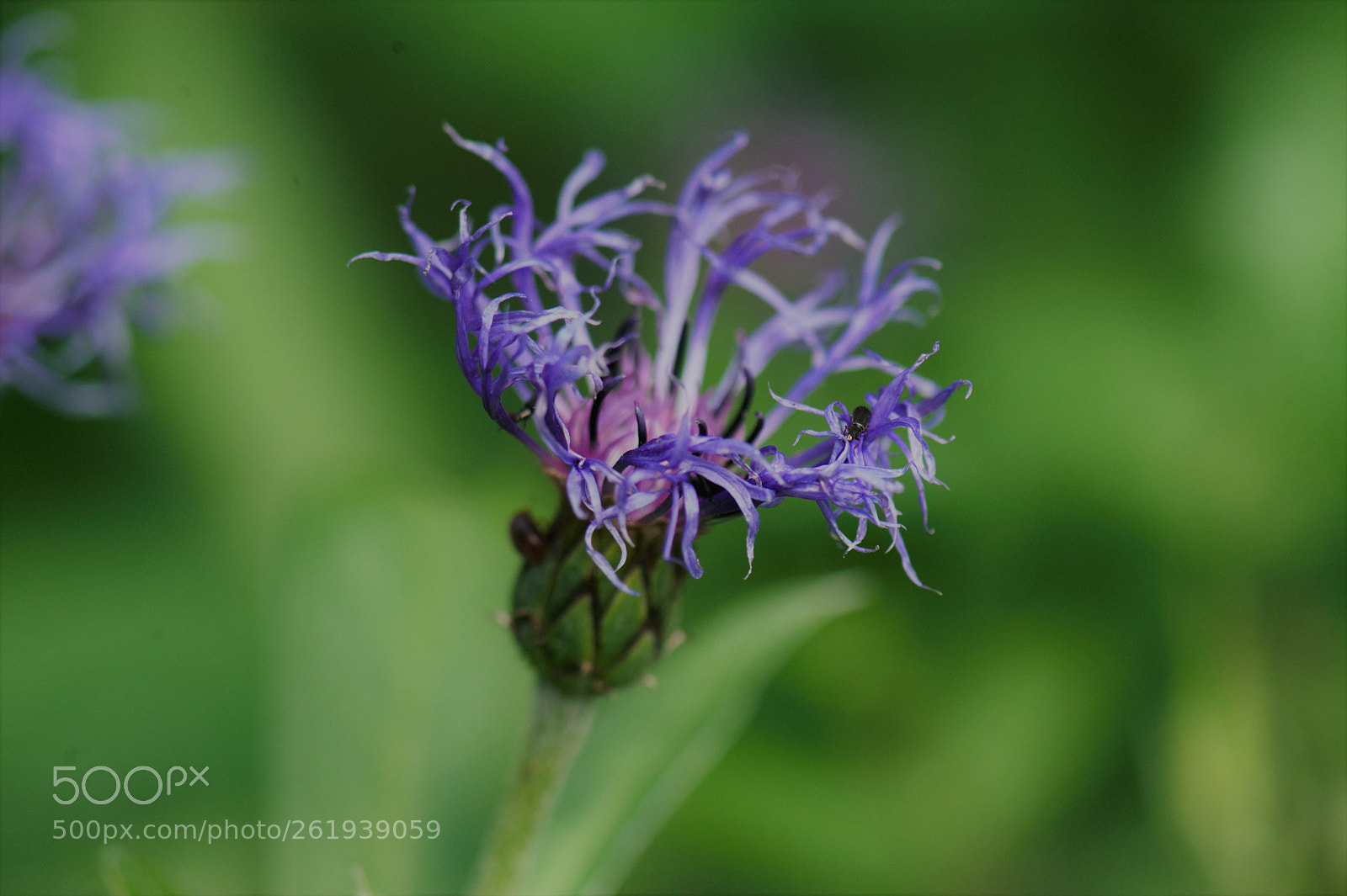 Nikon D700 sample photo. A flower emerging out photography