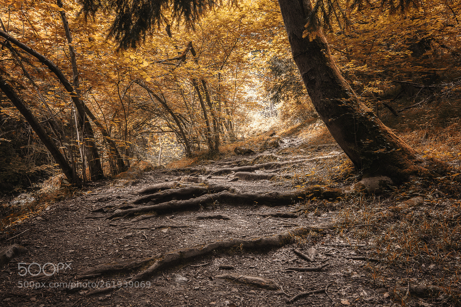 Nikon D610 sample photo. Magic forest photography